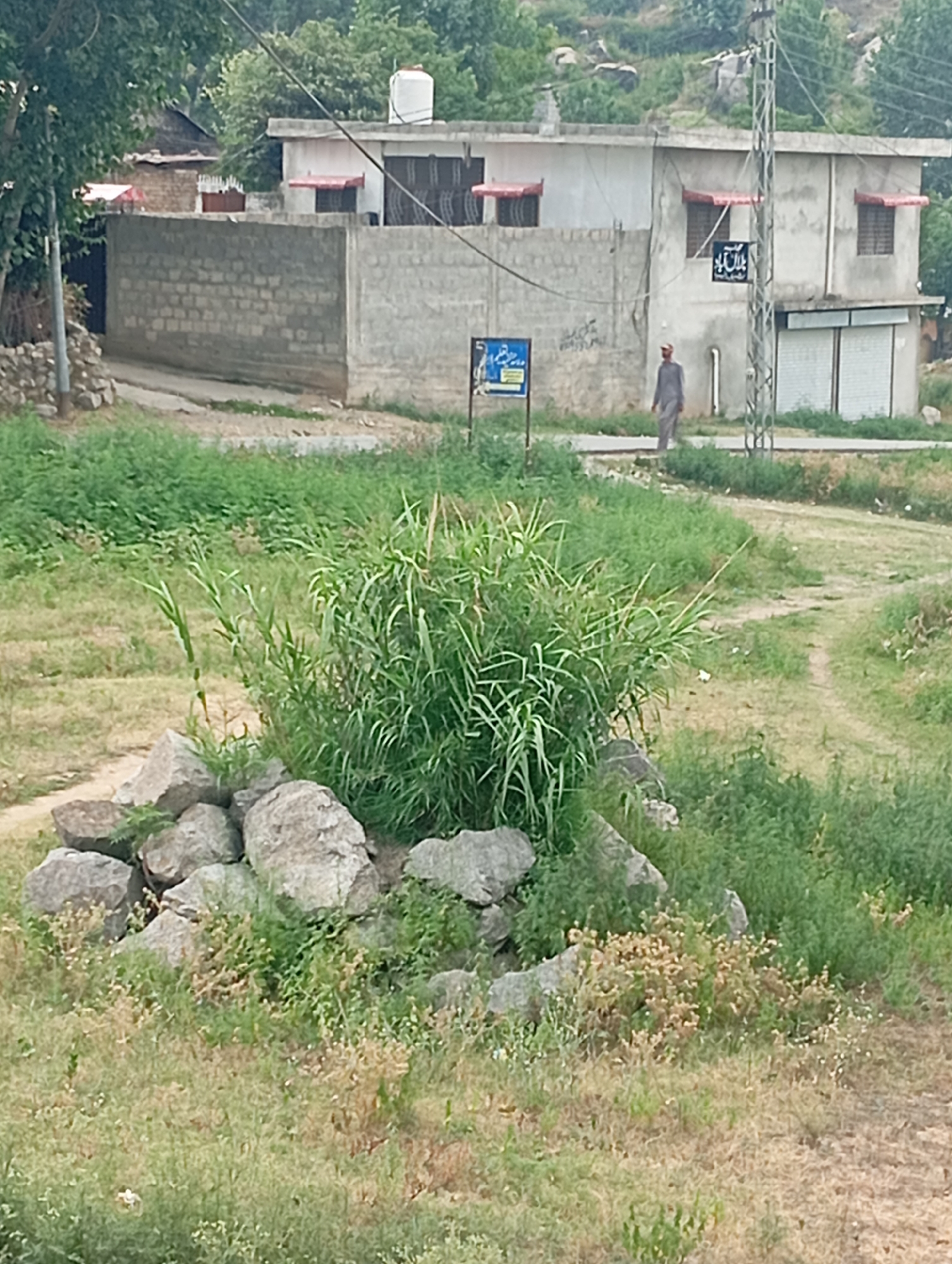 The image depicts a street scene in Lassan, Pakistan, with a focus on buildings and vegetation. In the foreground, a pile of large stones is visible, surrounded by dry grass and weeds. Beyond the stones, a dense patch of tall green grass grows. A dirt path meanders through the grassy area, leading towards a low-rise building in the midground.
The building appears to be constructed with concrete blocks and has red awnings over its windows. A man wearing traditional shalwar kameez is walking away from the building. A metal utility pole with wires stands near the building. Further in the background, a larger building with a white water tank on its roof is situated on a hill. The landscape is generally dry, with patches of green vegetation and rocky terrain. The overall impression is of a rural or semi-urban environment.
