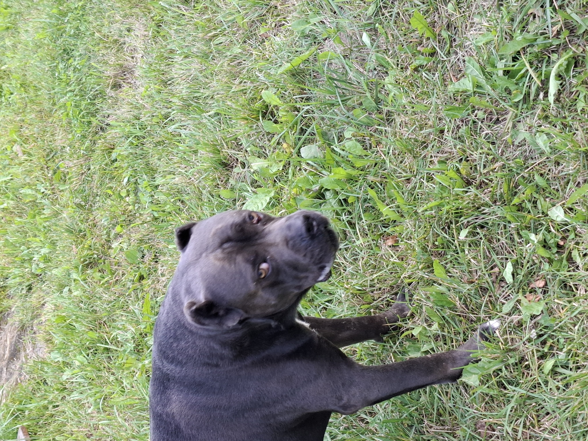 An adult, dark gray pit bull stands in a grassy field. The dog's head is turned to the right, its eyes are amber, and its mouth is slightly open. The dog has a white patch of fur on its chest. The field is covered in green grass and some scattered dry leaves. The background is out of focus, showing more grass and some bare earth. The image appears to be taken outdoors in natural light.