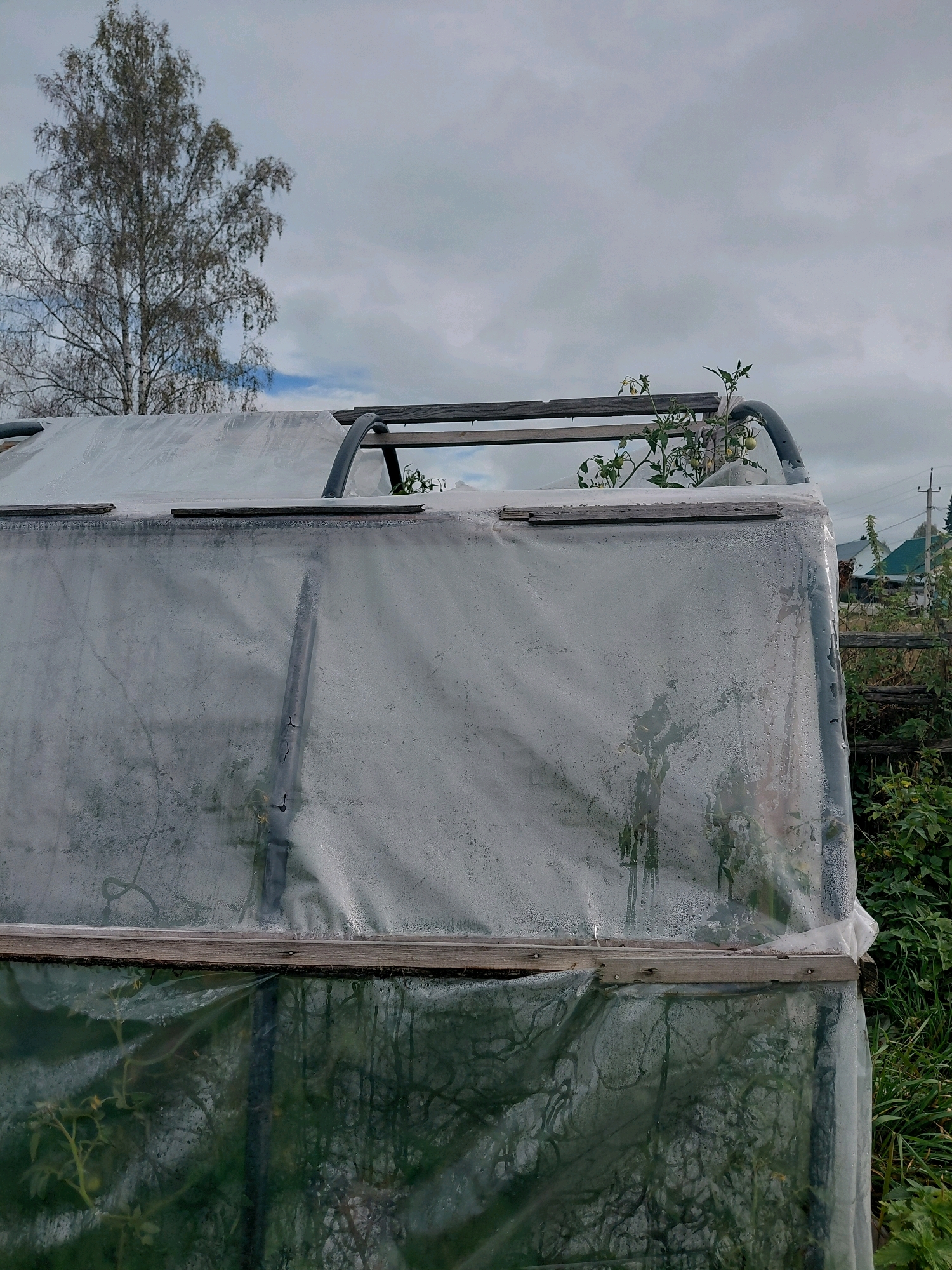 An outdoor, medium shot, eye-level, still photograph captures a greenhouse in Malinovka, Russia. The greenhouse is covered with a clear plastic sheeting, which has condensation droplets across its surface. A wooden frame is visible at the top edge of the greenhouse. The structure is supported by curved metal pipes. Inside the greenhouse, tomato plants are growing, with some appearing to have small green fruits and yellow flowers. Behind the greenhouse, a tall, bare tree with sparse branches stands against a cloudy sky. The surrounding environment includes green foliage and a wooden fence. In the distance, glimpses of houses with green roofs and power lines suggest a residential area. The lighting is overcast, indicating a cloudy day. There are no people present in the image.