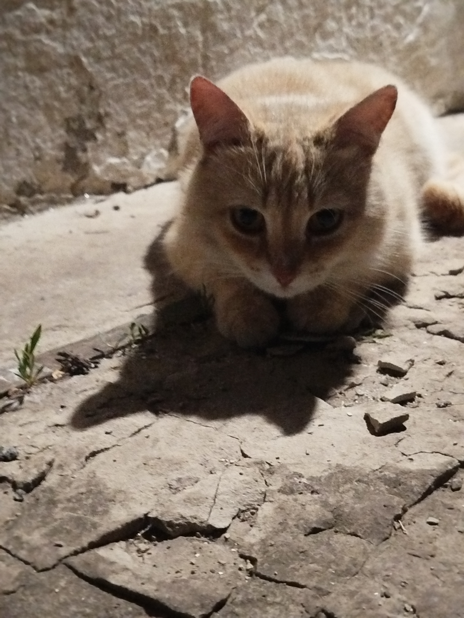 An orange tabby cat is captured lying on a rough, cracked stone or concrete surface in Ustyvytsia, Ukraine. The cat, positioned in the lower-middle of the frame, looks directly at the viewer with a neutral, watchful expression. Its front paws are tucked beneath its body. The scene appears to be set at night or in very low light, with a strong, localized light source casting a prominent dark shadow of the cat onto the ground to its right. The ground is uneven, featuring irregular stone slabs with visible cracks where small weeds grow. A textured wall, likely stone, forms the background. The cat's fur is light ginger with subtle stripes on its head. No text is visible in the image.