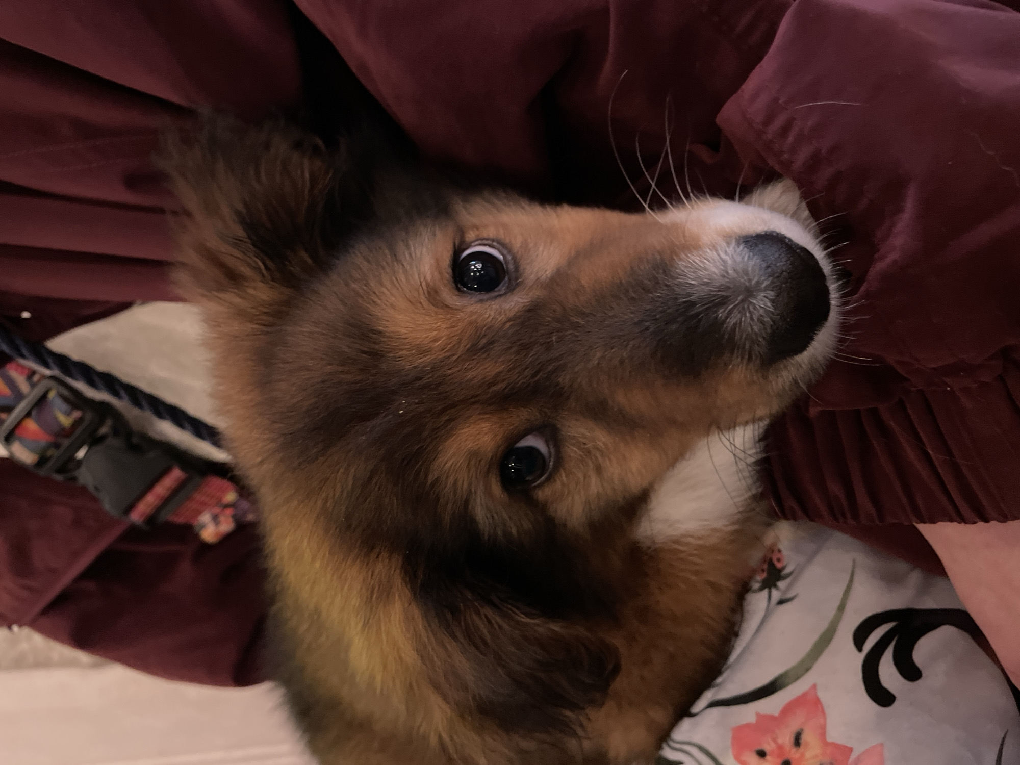 A brown and tan dog with white markings is seen looking up at the camera. The dog is positioned against a burgundy fabric, possibly clothing or a blanket, and part of a floral-patterned fabric is visible beneath it. A collar with a colorful pattern and black buckle is also partially visible. The background is out of focus, and the location, Rafailovići, Montenegro, is not evident from the image. There are no people visible, and the main subject is the dog.