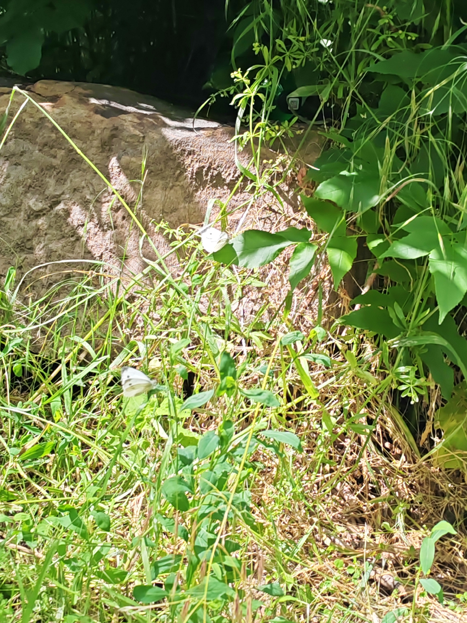 A close-up, eye-level shot captures a natural outdoor scene with lush green vegetation and a large rock. The lighting suggests it is daytime with sunlight casting shadows. In the foreground, various green plants and blades of grass are abundant, some taller than others. Interspersed within the greenery are at least two white butterflies. One butterfly is perched on a small green plant in the lower-middle section of the frame, while another is visible in the upper-middle left, near the rock. The rock itself is large and textured, appearing to be a natural formation with a rough surface. The background is filled with more dense foliage, creating a sense of a wild or unkempt natural environment. No people or man-made structures are visible, indicating this is likely a park, forest edge, or a natural undeveloped area. The location is described as Krutinskii, Russia.