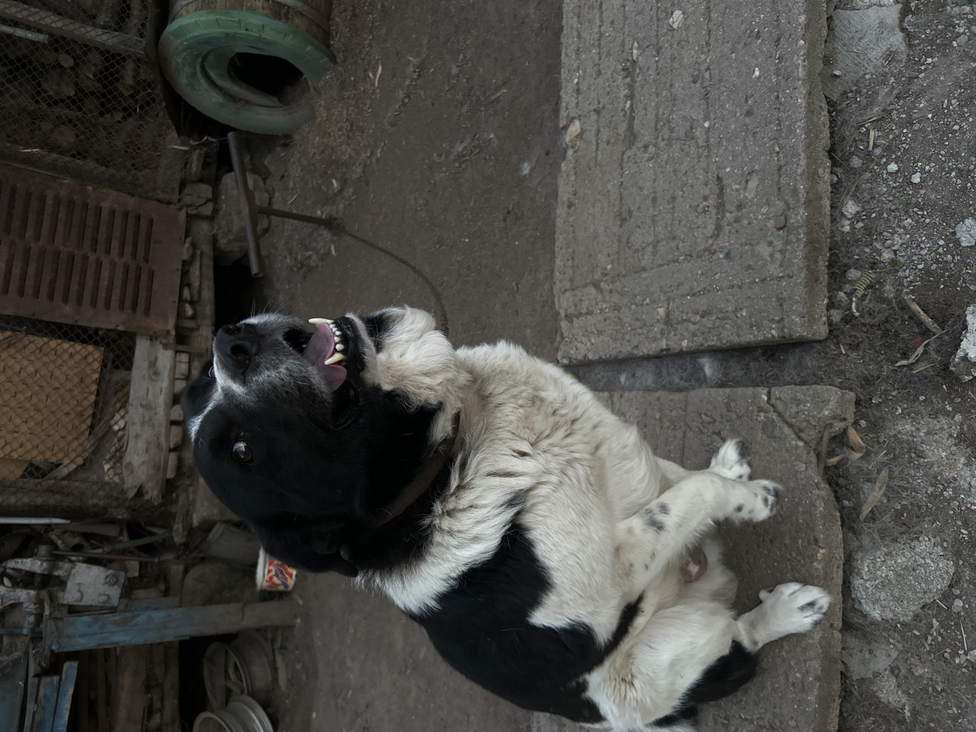 A black and white dog is lying on its back on a concrete surface, with its mouth open and tongue visible. The dog appears to be panting or possibly in distress. Its paws are splayed outwards. The background consists of a rough, unpaved area with scattered debris, including rocks and twigs. To the left, there are some industrial or agricultural elements: a metal grate, wooden planks, and what appears to be a piece of machinery with wheels. A green tire is also visible in the upper left corner, suggesting an outdoor, possibly rural or industrial, setting. The lighting suggests it is daytime. There is no visible text in the image. The scene appears to be located in Belo Pole, Bulgaria.