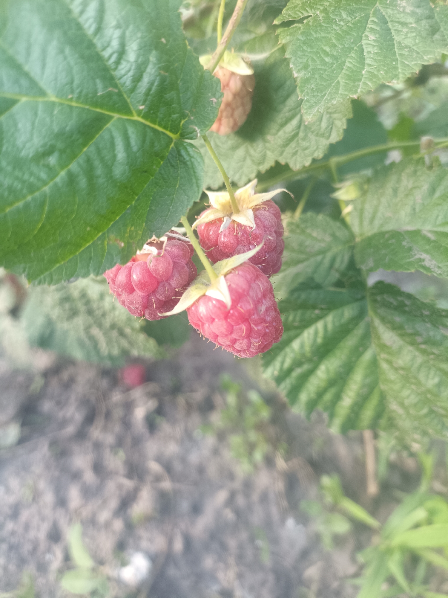 The image displays a close-up view of three ripe raspberries on a branch, surrounded by green leaves. The raspberries are a deep pinkish-red color and appear to be clustered together. The leaves are large and have a slightly textured surface. The background is blurred, showing dark soil and some green vegetation, suggesting an outdoor setting. There is no indication of people or any specific urban features that would allow for identification of a location within the city of Dnipro, Ukraine. The scene is static and depicts a natural element of a plant.