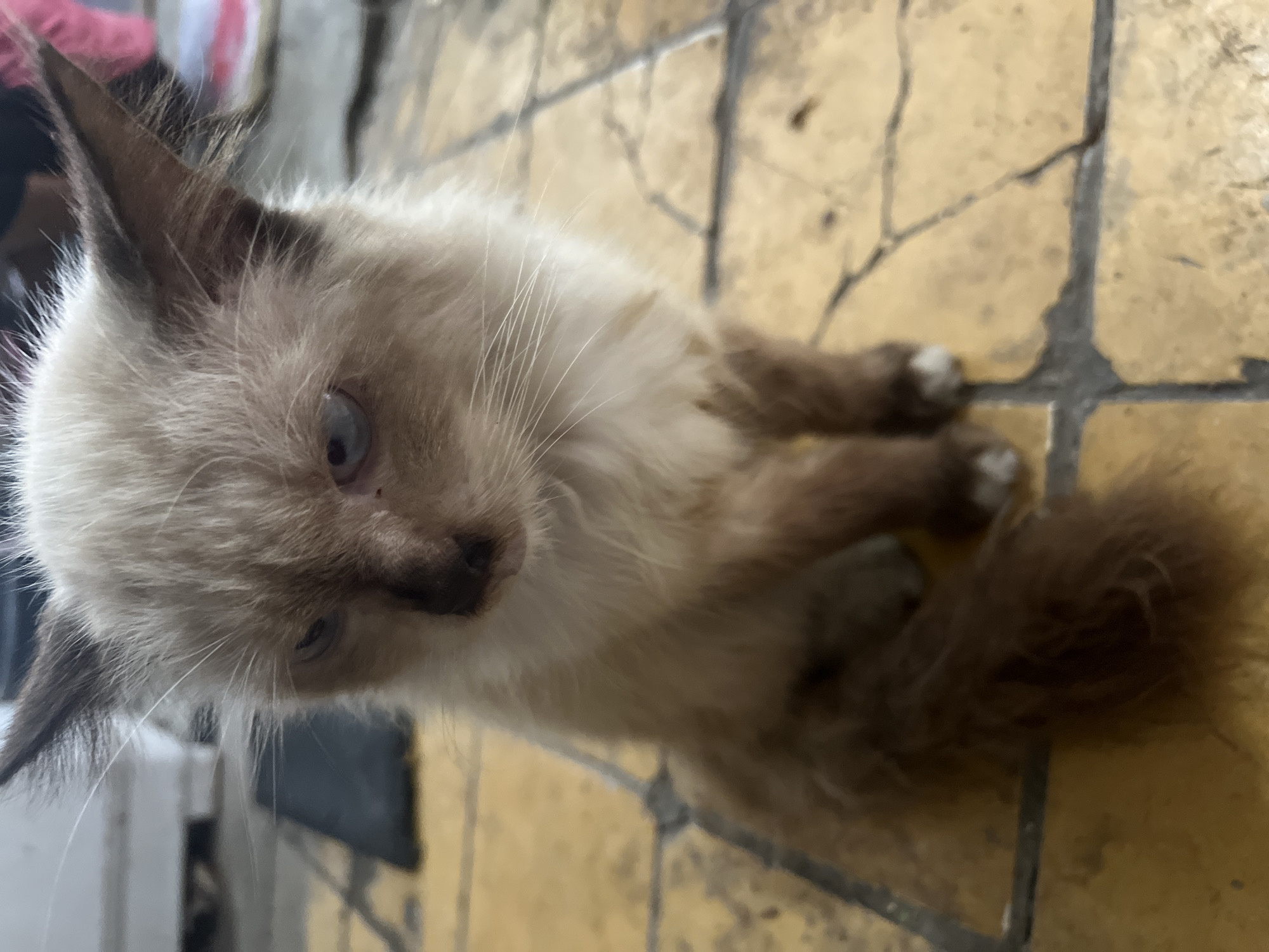 An outdoor, eye-level, close-up shot features a young Siamese cat sitting on a yellow tiled floor. The cat has light brown fur with darker brown points on its ears, face, and tail. Its eyes are light blue, and it is looking to the left. The tiled floor is cracked and appears weathered. The background is blurred, showing hints of indoor elements and possibly some clutter, but no specific details about the city of Klapanunggal, Indonesia are visible.