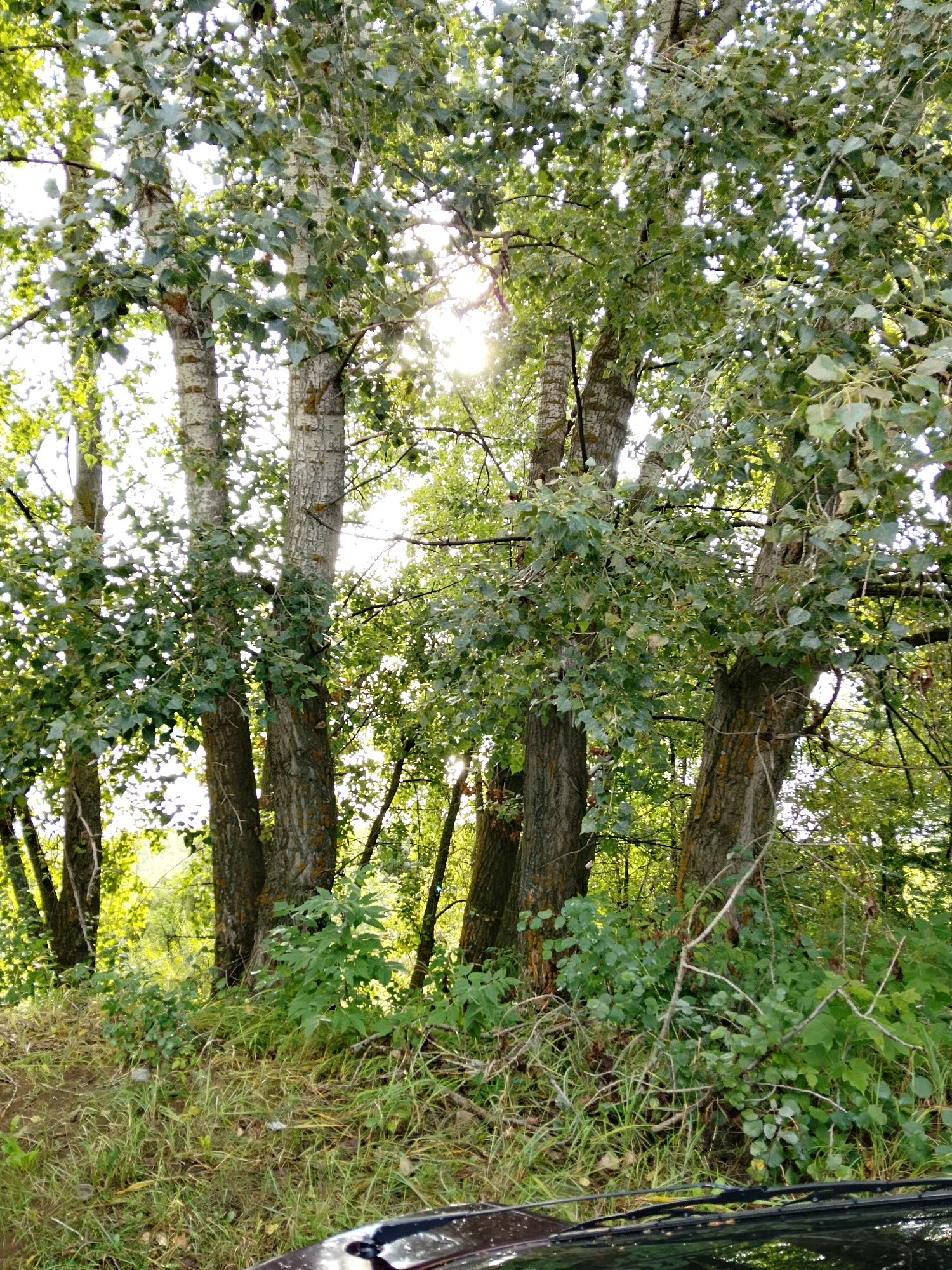 A vertical, eye-level, medium shot captures a sun-dappled forest scene with tall trees and dense undergrowth. The sun's rays filter through the canopy, creating bright highlights and casting shadows. The foreground features dry grass and a patch of green foliage, with the hood of a dark-colored car partially visible in the lower right corner. The trees, with their light-colored bark and green leaves, dominate the frame, suggesting a natural, outdoor environment. The overall impression is one of a peaceful, sunlit woodland.