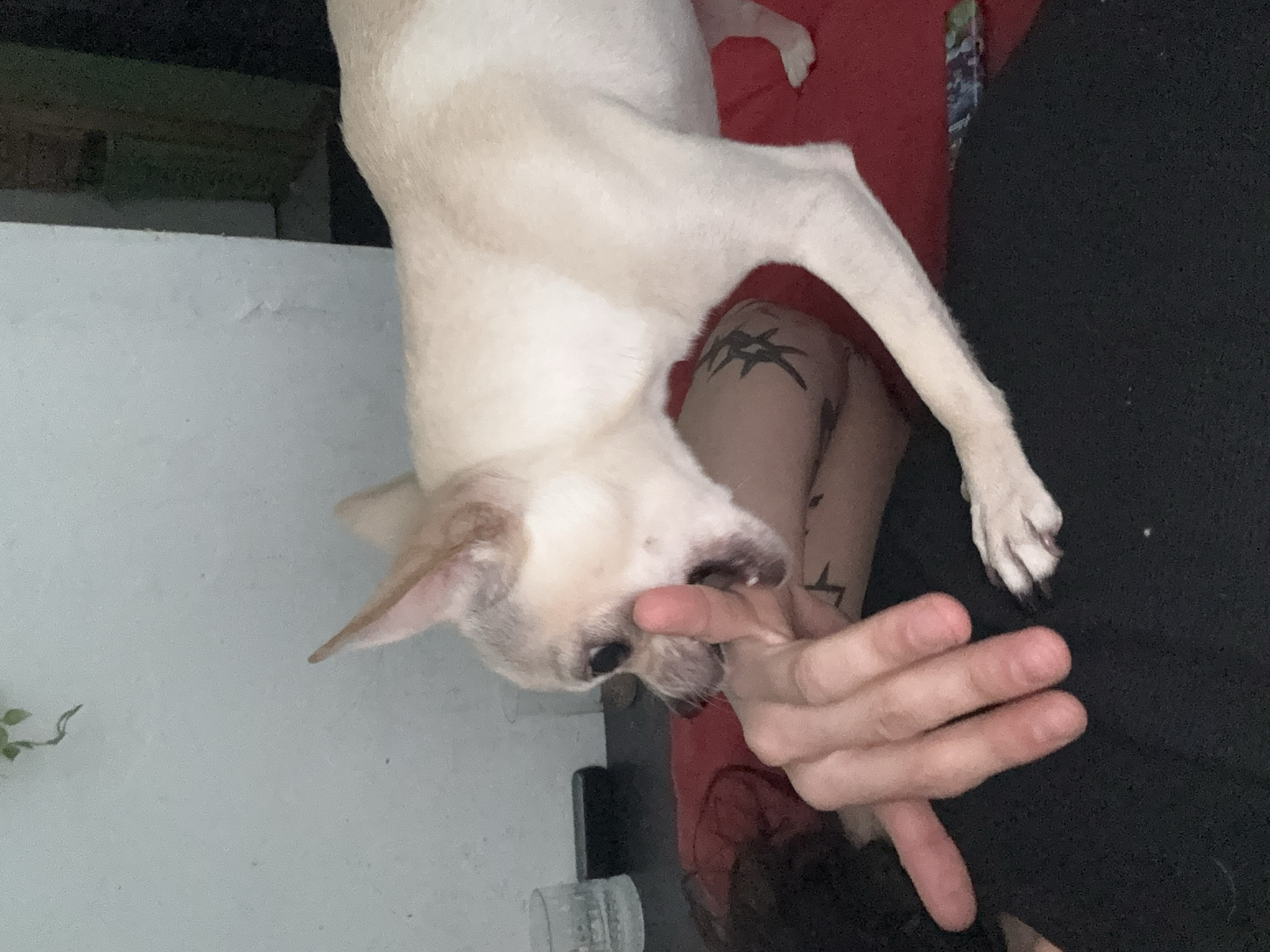 A light-colored Chihuahua is positioned upside down, biting on the index finger of a person's right hand. The person is lying down, with their bare arm visible, displaying tattoo art. The dog's body rests against red fabric, while the person's clothing appears black. A section of a white wall is visible in the background along with a plant, and a section of wood. No specific location details or identifying Sofia, Bulgaria are discernible from the image.