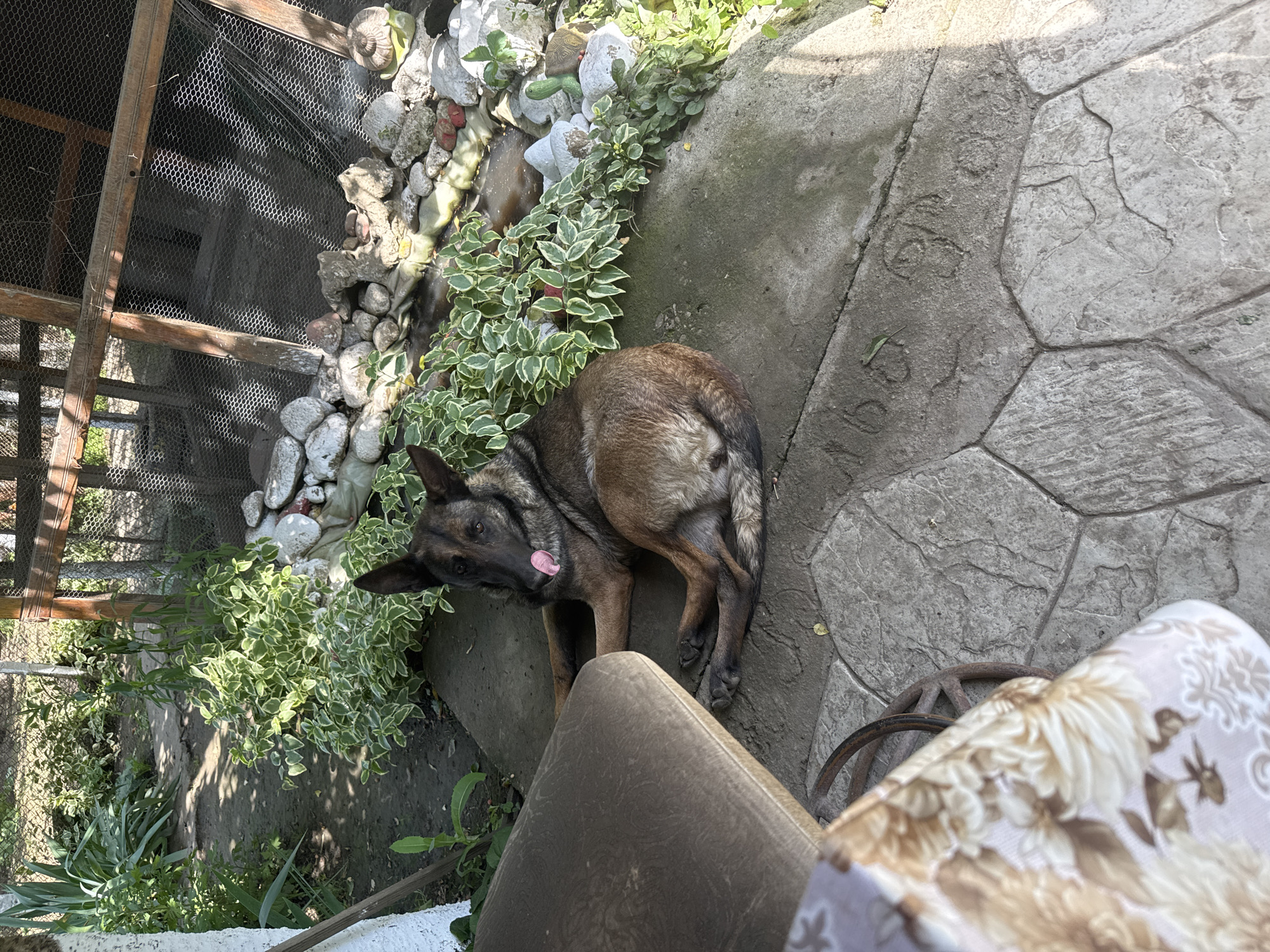 A brown and black Belgian Malinois dog stands on a stone patio next to a rock garden. The dog is facing away, but has turned its head towards the camera, its pink tongue sticking out. The rock garden includes white painted rocks, green and white variegated foliage, and appears to be adjacent to a wire mesh enclosure. The patio consists of irregularly shaped stones. A chair with a brown cushion and a patterned fabric is partially visible in the foreground. The location is Butan, Bulgaria.