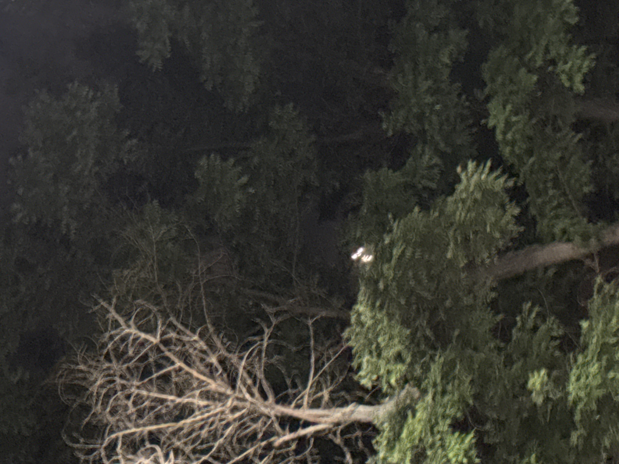 The image depicts a dark, outdoor scene with dense foliage. In the foreground, a large, green bush or tree is visible, with a bare, light-colored tree trunk and branches rising on the left side. In the mid-ground, a cluster of small, illuminated objects, possibly insects or bioluminescent fungi, are visible against the dark background. The overall impression is one of a natural setting at night, possibly in a park or wooded area. There is no discernible evidence to associate this scene with the city of Plovdiv, Bulgaria.