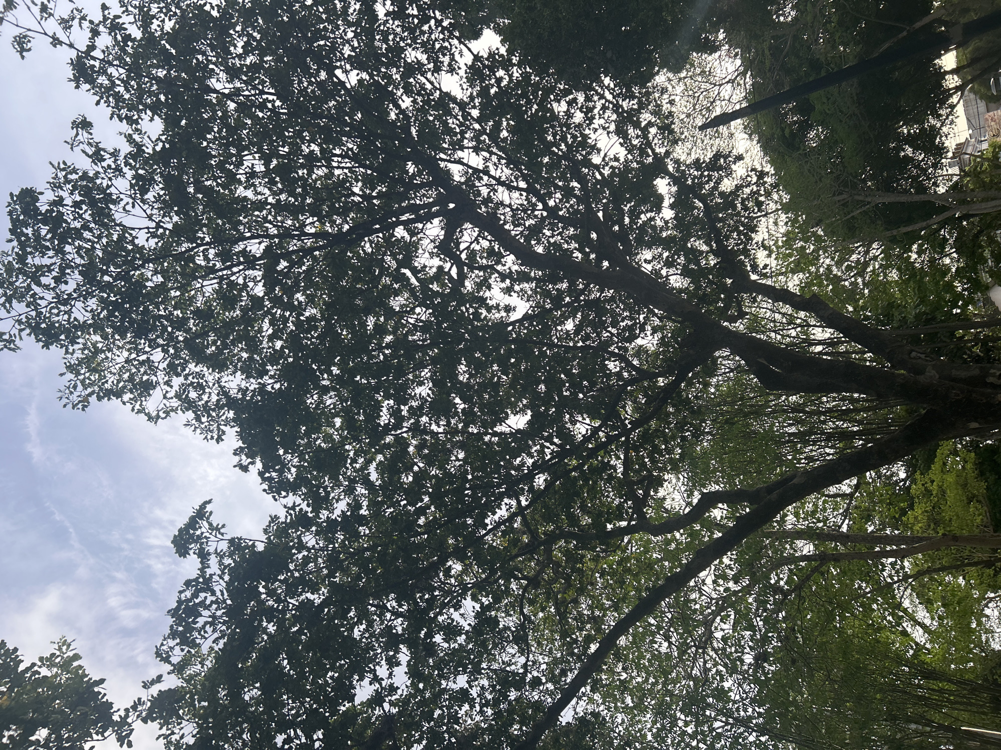 A low-angle shot captures a dense canopy of green leaves and branches of a large tree against a bright sky with scattered white clouds. The tree's dark, gnarled branches spread wide, forming a textured silhouette that dominates the upper half of the frame. The sunlight filters through the leaves, creating a dappled effect. In the lower portion of the image, other trees and foliage are visible, appearing greener and more defined, suggesting a park or natural area. The scene is devoid of people or any discernible human activity, presenting a naturalistic view. The location is identified as Santa Ana, Venezuela.