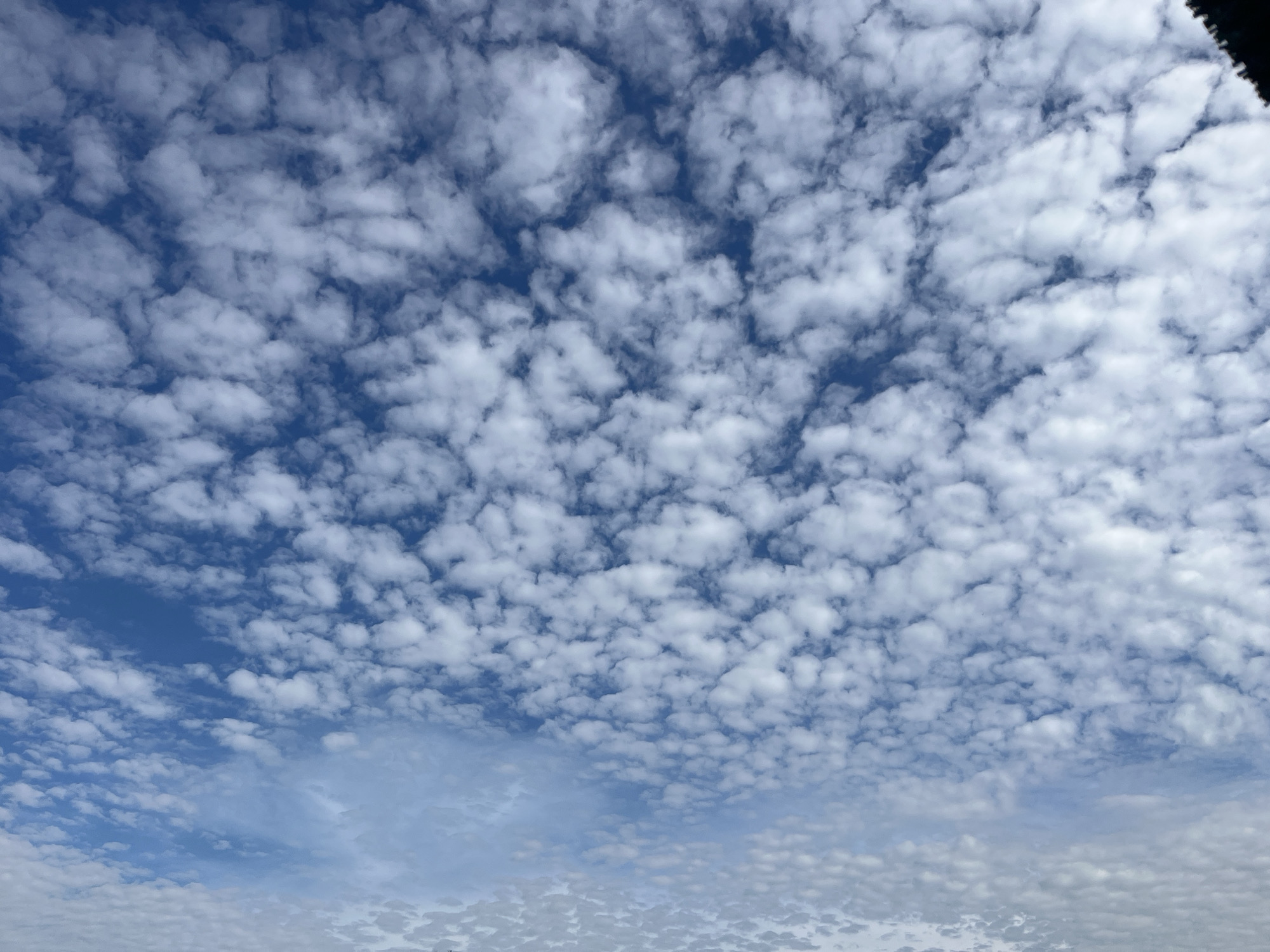 The image displays a vast expanse of the sky, filled with a dense, patterned distribution of cumulus clouds. These clouds are white and puffy, with some showing darker, shaded undersides, indicating their depth and texture. The sky behind the clouds is a vibrant, clear blue, suggesting daylight hours. The clouds appear to be at a medium altitude, forming a mackerel sky pattern. The top right corner of the image shows a dark, angled object, possibly a roofline or a part of a building, encroaching slightly on the sky. The overall scene is a natural, outdoor panorama, focusing on atmospheric conditions. There are no people, animals, or man-made structures other than the dark object in the corner. The image is taken from a ground-level perspective looking upwards. The location is Varna, Bulgaria.