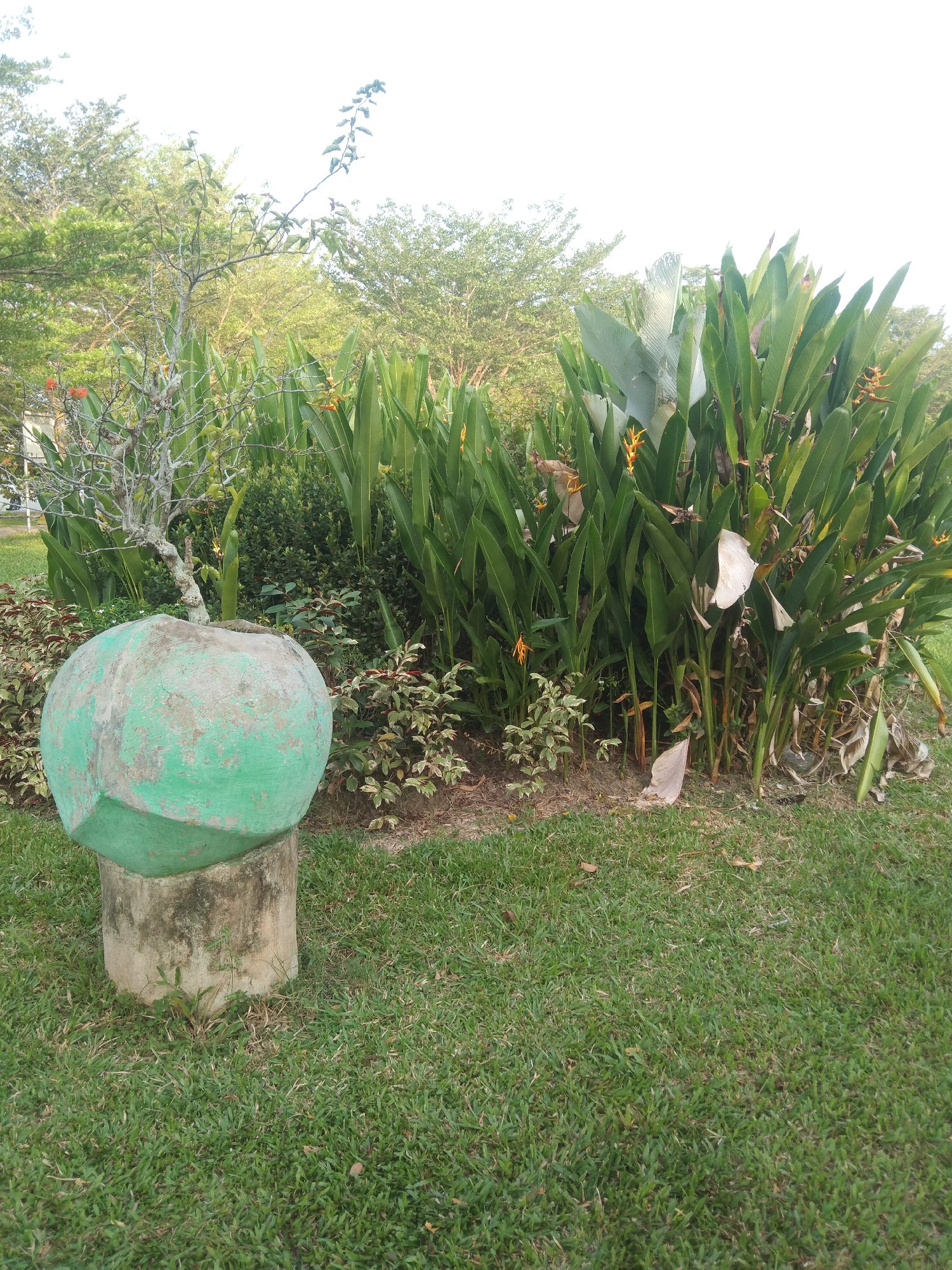 The image depicts an outdoor scene at the Siak Botanical Garden in Siak Sri Indrapura, Indonesia. In the foreground, a large, spherical concrete planter, painted green and showing signs of wear, rests on a concrete pedestal. The planter contains a small, bare-branched tree. Behind the planter is a dense arrangement of tropical plants with long, green leaves, some of which have yellow and orange flowers. The ground is covered with green grass, and a mulch border is visible around the plants. In the background, a variety of trees and foliage are present, with a bright, overcast sky above.