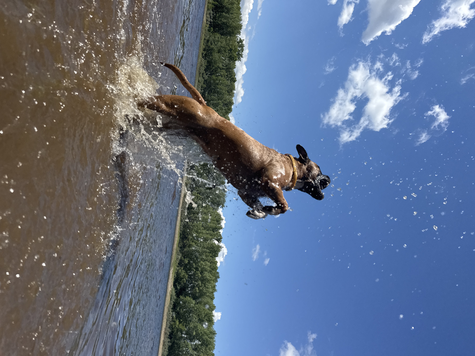 A brown boxer dog is captured mid-air, leaping out of murky brown water. The dog is facing upwards, its mouth open, and water is splashing around it. The dog is wearing a yellow collar. The background consists of a calm body of water that meets a dense line of green trees under a bright blue sky dotted with white clouds. The overall scene depicts a dog playing in a natural body of water, likely a river or lake. Based on the presence of the Kama River, the image is likely taken near the city of Chaikovsky, Russia.