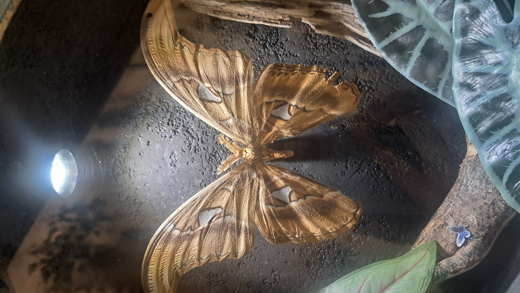 A large, brown Atlas moth is displayed against a dark, textured background, illuminated by a bright spotlight from above. The moth's wings are spread wide, showcasing intricate patterns and lighter colored markings. In the lower left corner, a small, delicate blue butterfly rests on a branch. Tropical-looking leaves, one pale green with red veins and another dark green with blue-green patterns, frame the scene from the bottom and right. The environment suggests a terrarium or natural history exhibit, but no specific location in Moscow, Russia, can be determined from the visual information.