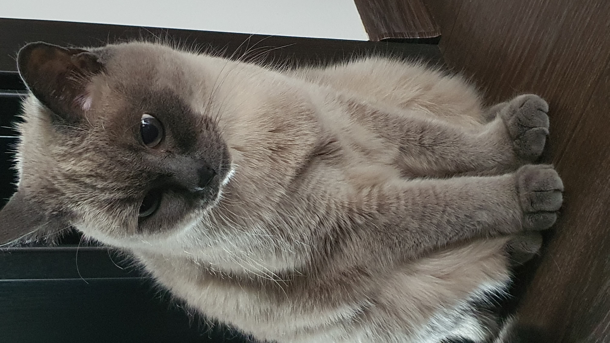 A close-up, rotated shot shows a Siamese cat lying down on a dark wooden surface. The cat has light brown fur with darker brown points on its face, ears, and paws. Its eyes are dark and alert, and its gaze is directed downwards and to the left. The cat's body is curled up, and its paws are tucked underneath it. The fur appears soft and fluffy. In the background, a dark surface, possibly furniture, is visible. The lighting suggests it is daytime indoors. No text is visible in the image. The context provided places the scene in Krasnoyarsk, Russia.