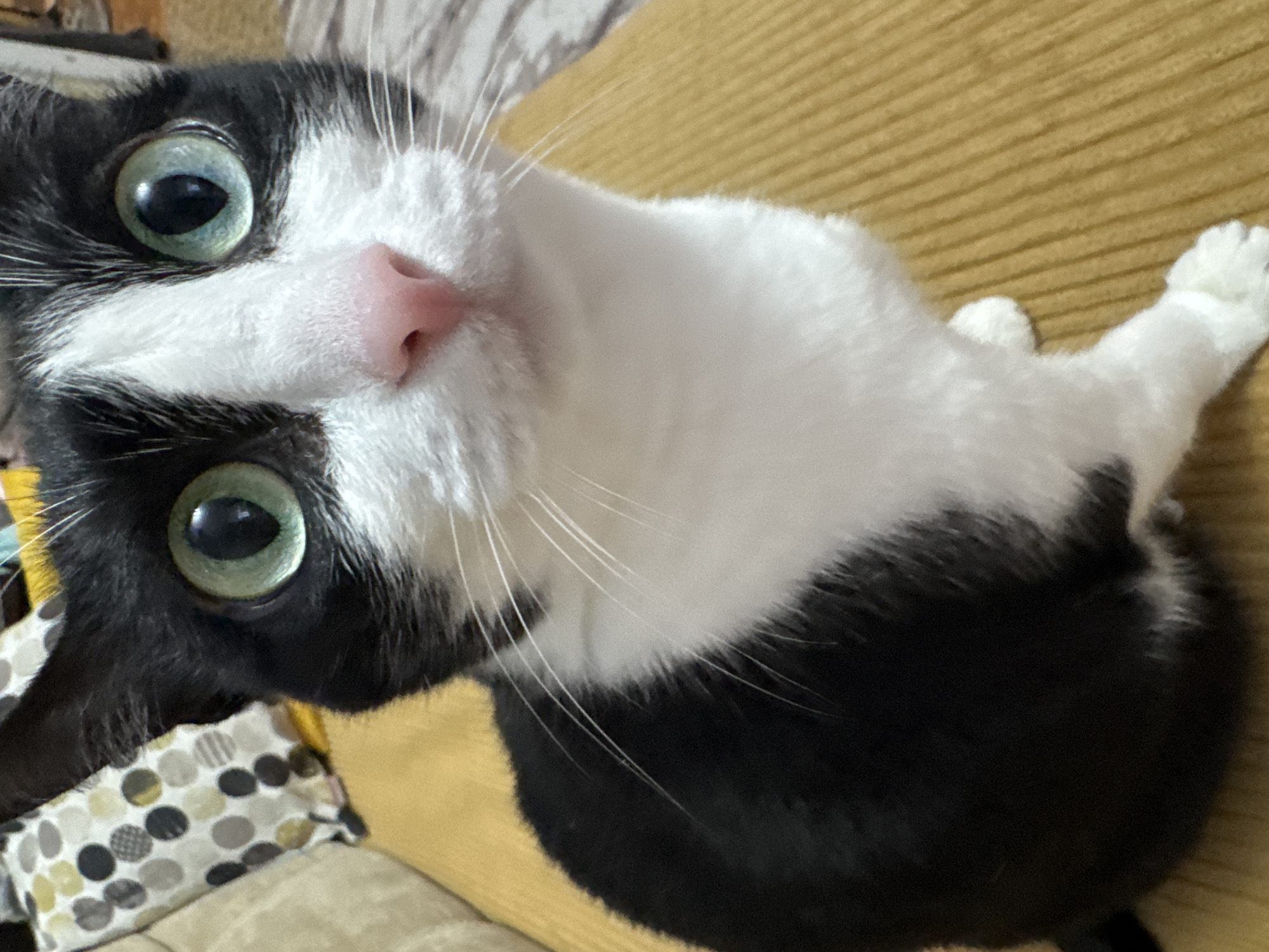 A close-up, high-angle shot depicts a black and white cat with large, green eyes. The cat's pink nose is prominent. It lies on a yellow surface, possibly fabric or upholstery. Part of a cushion with a polka dot pattern is visible in the background. There is no indication of Chaikovsky, Russia, or any discernible location information.