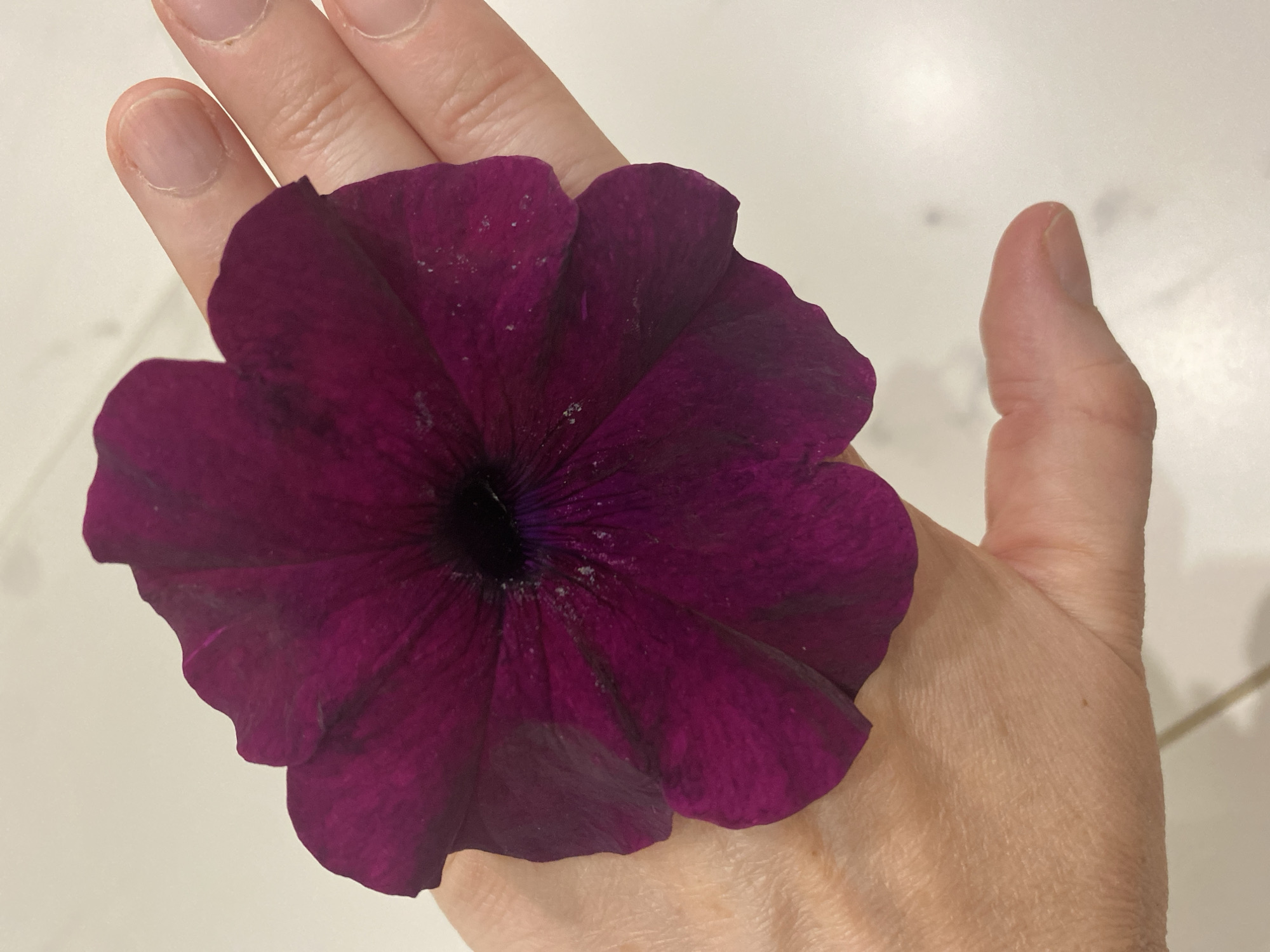 A medium-shot image displays a dark purple petunia flower resting on a human hand. The flower is positioned centrally, filling a significant portion of the frame. The hand, Caucasian in appearance, is light-skinned. The background appears to be a light-colored, possibly white, surface with subtle variations in tone. The location in the city of Chaikovsky, Russia, is not discernible from the visual information provided in the image.
