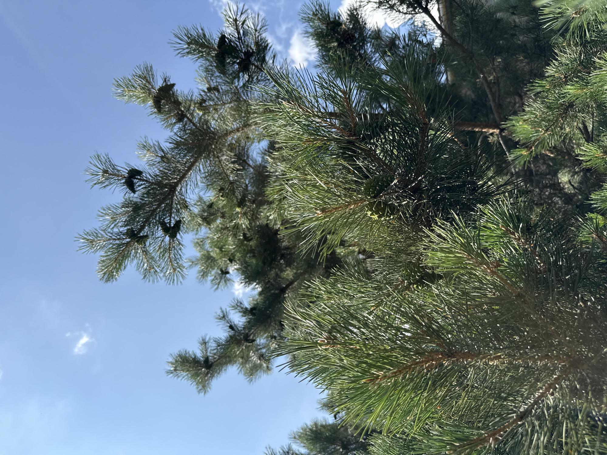 In Goght, Armenia, under a bright blue sky with scattered white clouds, the branches of a pine tree are visible. The pine needles are a vibrant green, and several small, dark green pine cones are scattered among the branches. The image is taken from a low angle, looking up at the tree against the sky. In the background, a blurred light-colored structure, likely a building, can be seen through the pine branches. The overall scene is one of nature within an urban or semi-urban setting.