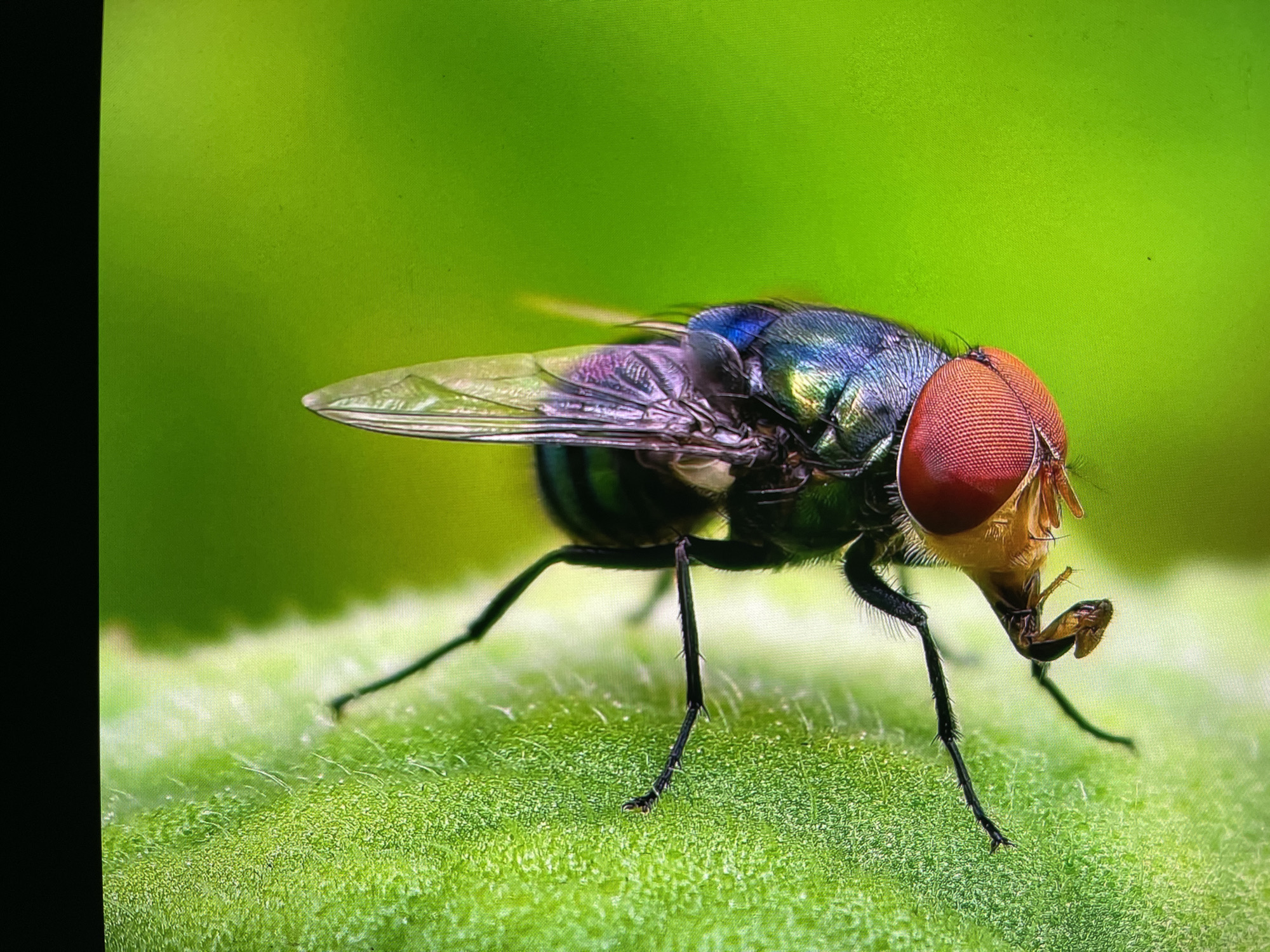 This is a macro photograph of a green bottle fly perched on a vibrant green leaf. The fly's iridescent body shimmers with metallic blues and purples, contrasting sharply with its large, red compound eyes. Its translucent wings are slightly fanned out, revealing intricate vein patterns. The fly's legs, covered in fine hairs, are clearly visible, gripping the textured surface of the leaf. The leaf itself appears to be covered in tiny hairs and has a slightly serrated edge. The background is a soft, out-of-focus blur of green, suggesting an outdoor natural setting. The lighting is bright, highlighting the details of the fly and the leaf, and there is no indication of a specific time of day or weather conditions. The image is free of any visible text. The photograph was taken in Keudebayu, Indonesia.