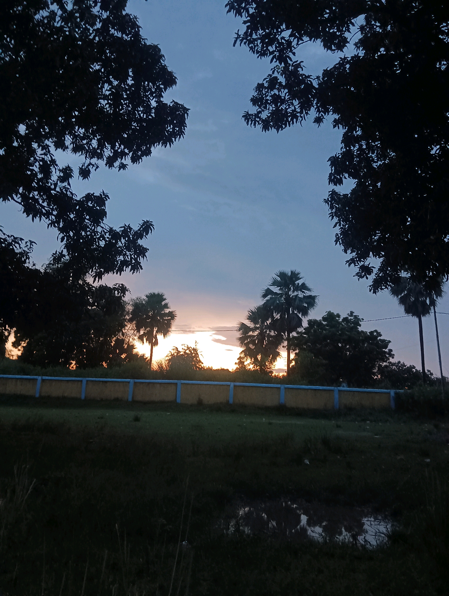 The image depicts a tranquil outdoor scene at dusk, likely in Dakhin Parsa, India. In the foreground, tall grasses and a small puddle of water are visible, illuminated by the fading light. A low, yellow wall with blue vertical posts runs horizontally across the mid-ground, serving as a boundary. Behind the wall, silhouetted trees and palm trees stand against a sky transitioning from a deep blue at the top to warmer hues of orange and yellow near the horizon, indicating either sunrise or sunset. The overall atmosphere is peaceful and natural, with no people or animals present.
