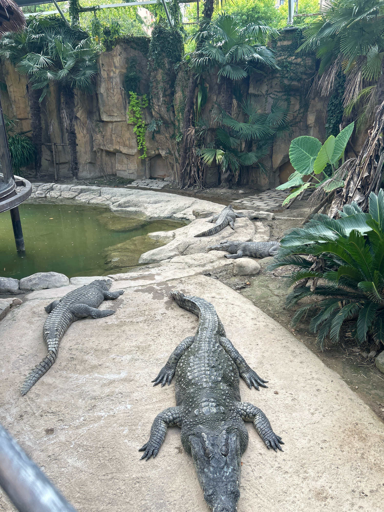 The image depicts an outdoor enclosure designed to simulate a natural habitat for crocodiles. In the foreground, two large crocodiles are lying on a concrete surface. The crocodile on the right is positioned horizontally, facing away from the camera, while the crocodile on the left is lying diagonally. Further into the enclosure, two more crocodiles are visible, one lying near the water's edge and another further back on a rocky incline. A body of murky green water occupies the left side of the frame, bordered by large, rough-hewn rocks and lush vegetation including palm trees and vines. The background features a rocky wall, densely covered with plants and greenery, suggesting an artificial rock formation. The overall environment is a zoo or wildlife park enclosure. There are no people visible in the image, and the crocodiles appear to be resting.