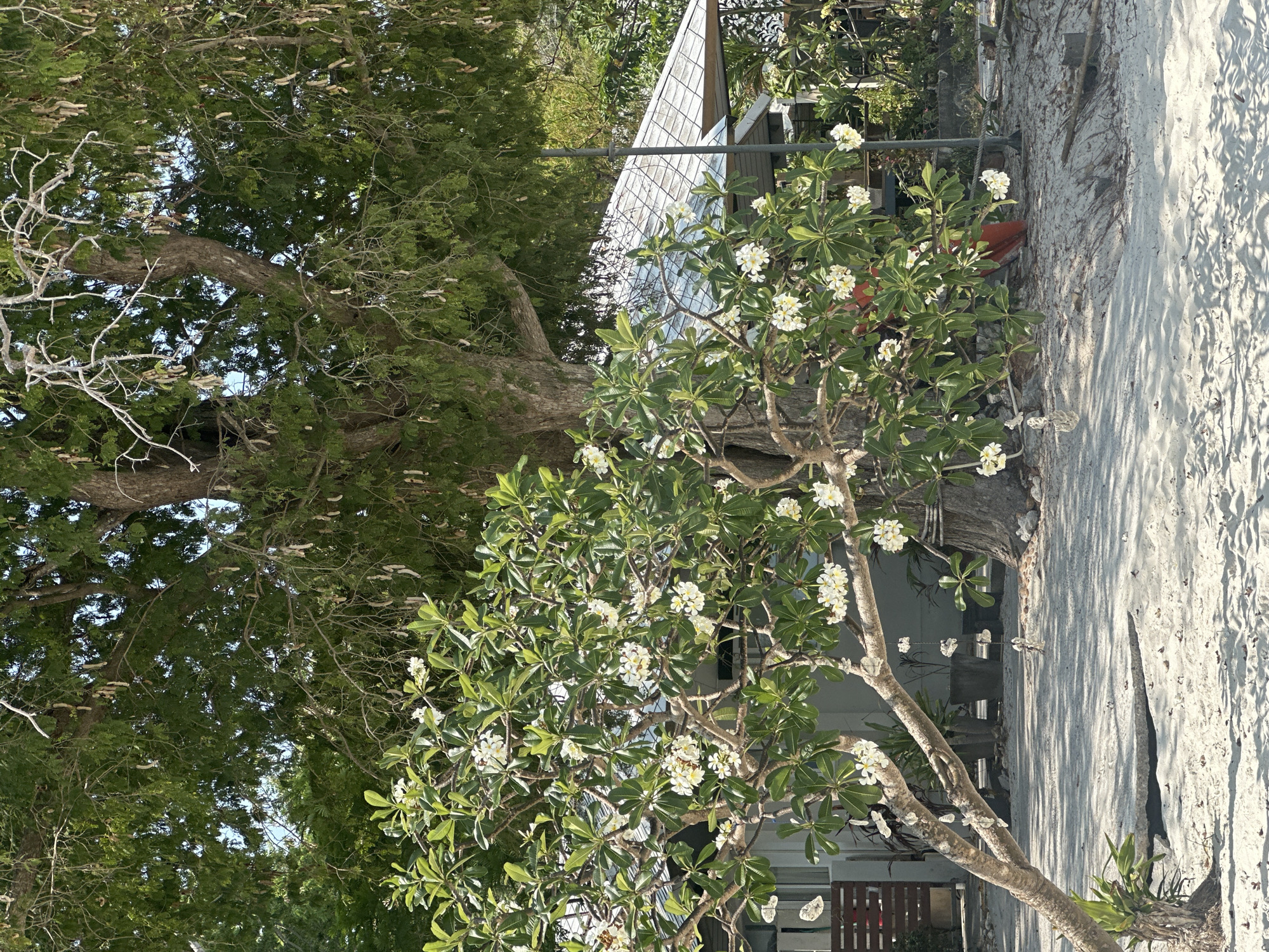 The image captures a scene in Ao Kiu Na Nai, Thailand, featuring a beachside landscape with vegetation and a structure. A flowering Plumeria tree, characterized by its green leaves and white blossoms, stands in the foreground. Behind it, a larger, older tree with a dense canopy provides a backdrop. A small building, possibly a house or beach structure, with a silver, reflective roof is partially visible between the trees. The ground is sandy, suggesting a beach environment, and there is a slight elevation change where the sand meets the building.