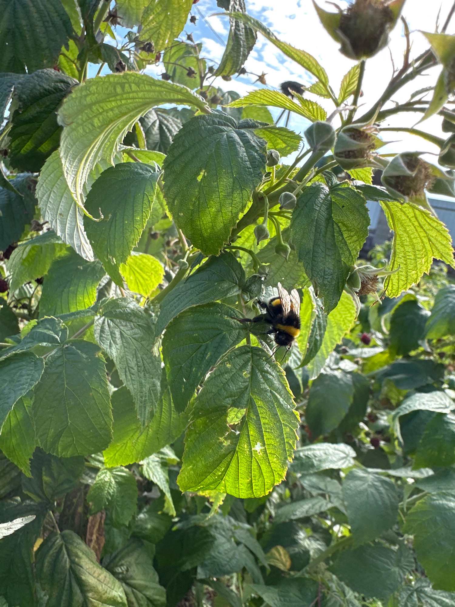 In an outdoor setting within Пінкавіцкі сельскі Савет, Belarus, a bumblebee is captured in mid-action on a leafy plant. The bumblebee, with its characteristic black and yellow stripes, is positioned on a broad, green leaf, its wings slightly blurred, suggesting movement. The surrounding foliage is lush and green, with some leaves backlit by sunlight, revealing intricate vein patterns. In the background, hints of the sky and other plants can be seen, creating a natural, overgrown environment. The image focuses on the intricate details of the insect and the plant, highlighting a moment in the natural ecosystem.