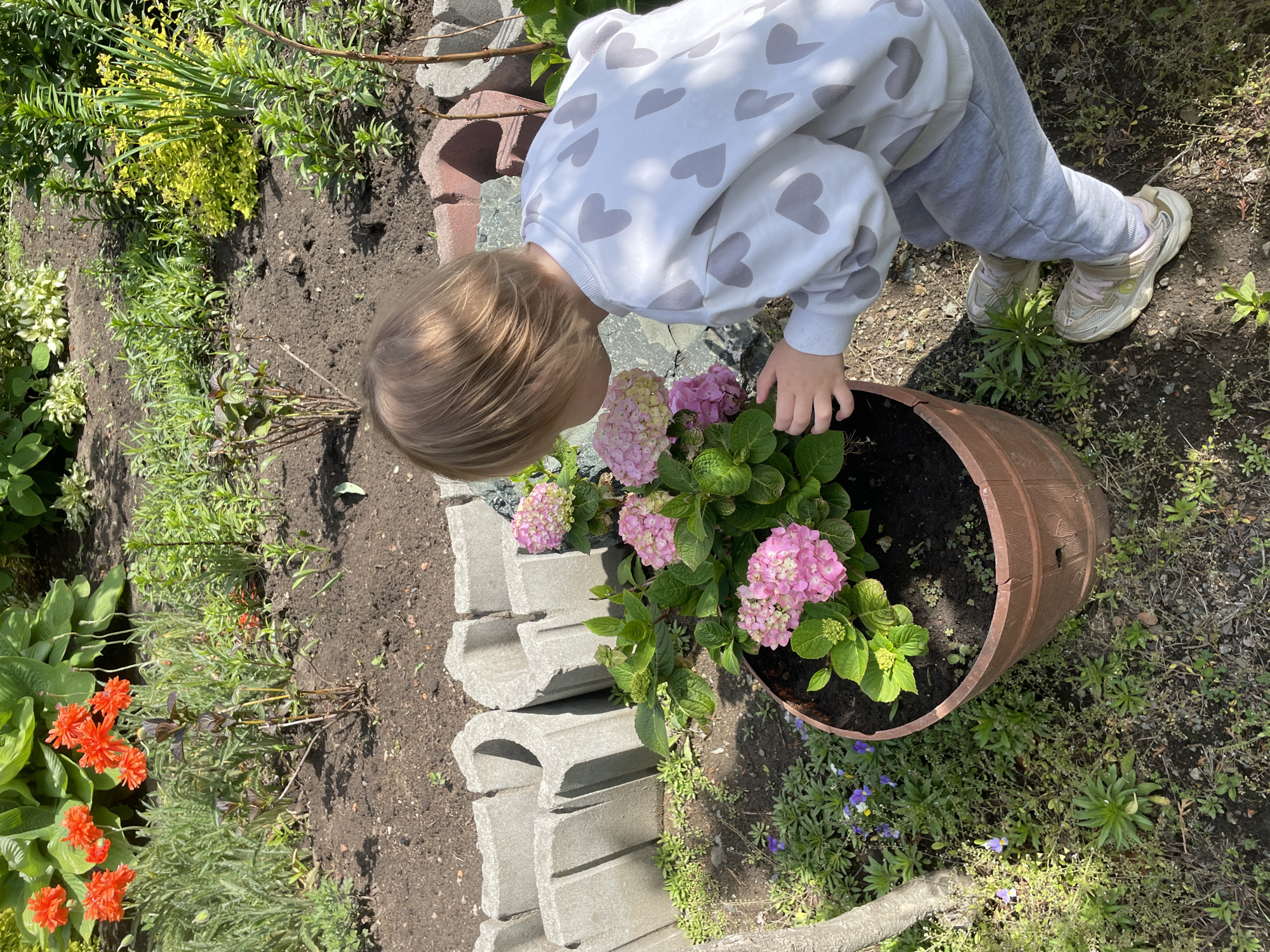 A young child wearing a white sweatshirt with gray hearts and gray pants is bending over a brown barrel planter containing pink hydrangeas. The child is light-skinned with blond hair, and is looking at the hydrangeas, possibly smelling them, with their right hand near the edge of the barrel.
The barrel planter is situated next to a low concrete retaining wall that borders a garden bed. The garden bed contains various plants, including orange flowers in the lower left corner, and an assortment of greenery. The ground around the barrel is covered in sparse grass and small weeds.
The location is possibly a garden in Vladivostok, Russia, based on characteristics of the flora and architecture.