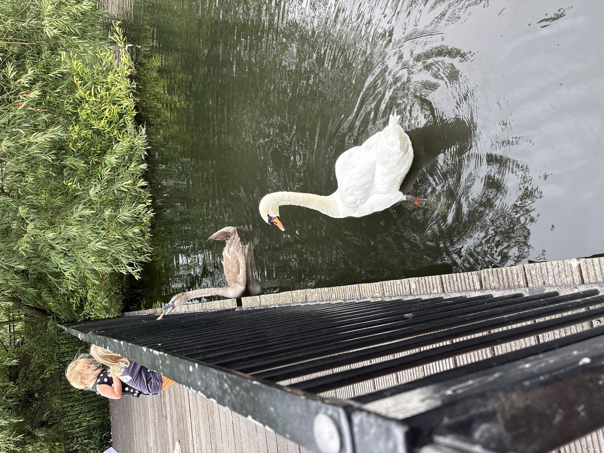 The image depicts a scene at a body of water, likely a pond or river, bordered by a wooden walkway and a black metal railing. In the foreground, on the walkway, are two young children, a girl with blonde hair wearing a black polka-dot top and orange shorts, and another child looking over the railing. They appear to be interacting with a young swan, which is swimming in the water near the railing. Further out in the water, a mature white swan is also present. The water is dark and reflects the surrounding greenery, which consists of dense foliage, possibly willow trees. The overall environment suggests a park or nature reserve. Based on the presence of swans and similar scenes often found in the city, this location could be Hylands Park in Chelmsford, United Kingdom, a popular spot for families and wildlife observation.