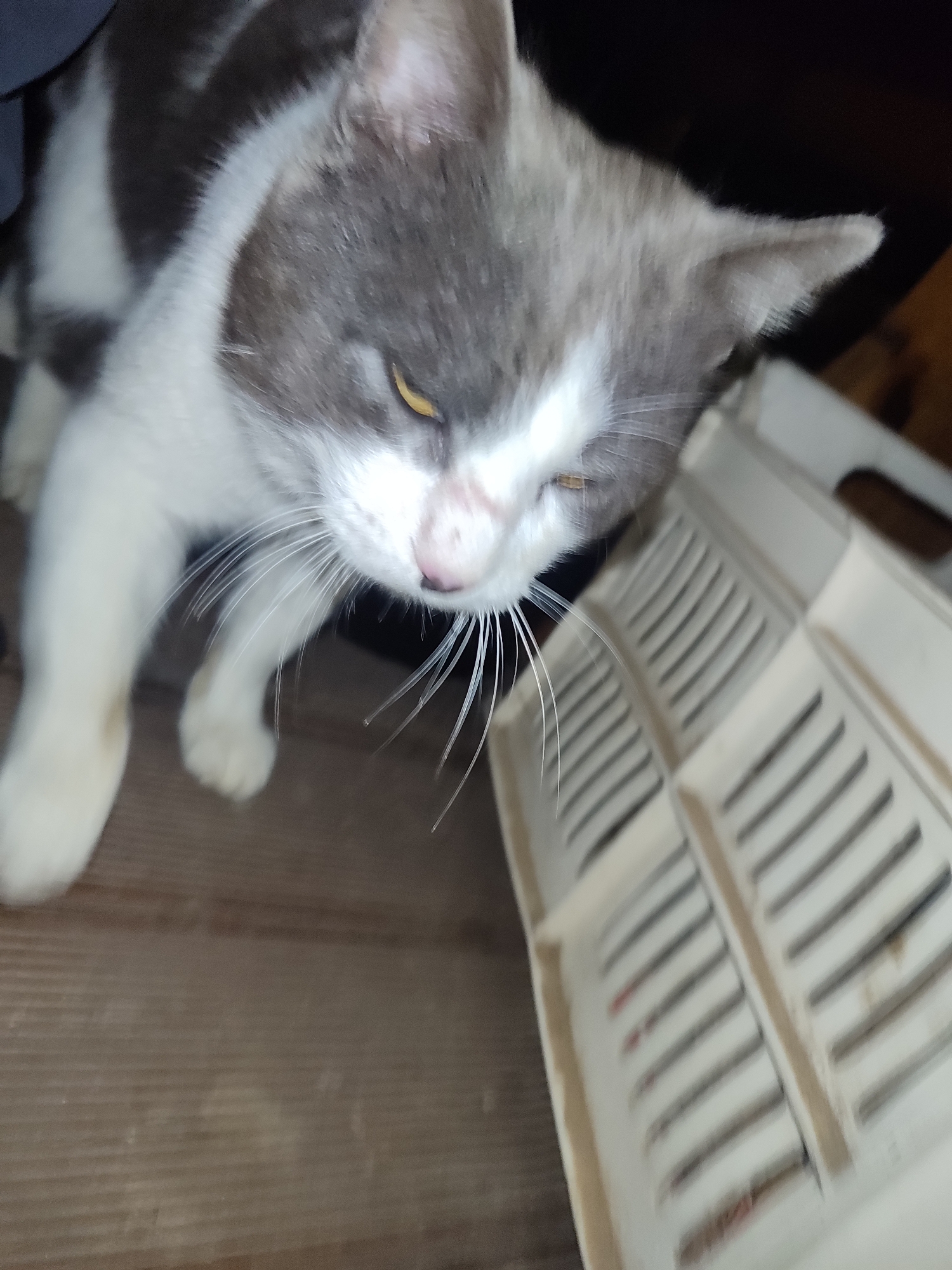 A gray and white cat stands on a wooden surface next to a light-colored plastic crate. The cat is looking down towards the crate. The location is unknown, and there is no evidence to suggest it is in Varshilo, Bulgaria.
