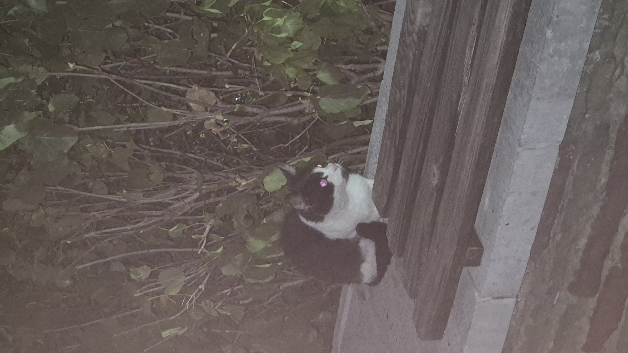 A black and white cat is sitting on a concrete ledge in front of some bushes. The cat is looking to the right. A wooden bench is in front of the cat. The scene is likely outdoors at night. There is no indication that this image is from Lovech, Bulgaria.