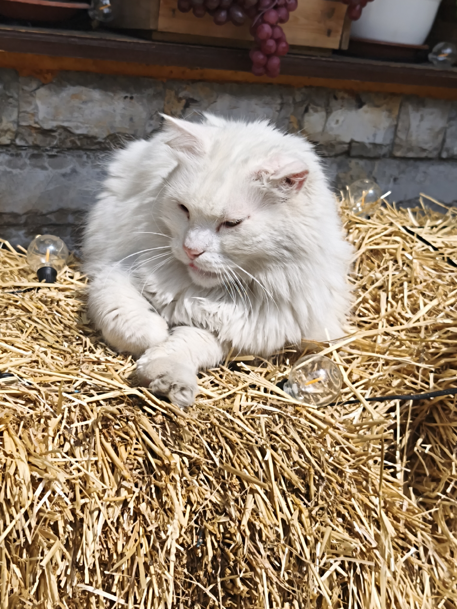 A white, long-haired cat is perched on a bale of hay. There are small light bulbs placed around the hay. In the background, a stone wall is partially visible. The location is Алупкинский городской совет, Ukraine.