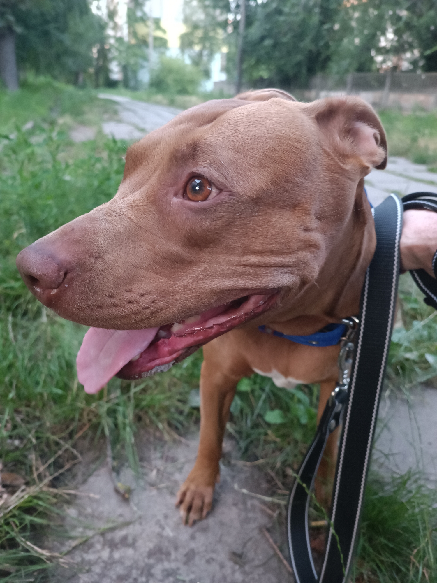 A brown pit bull with its tongue hanging out looks to the left, standing on a paved path surrounded by green grass and trees. A black leash with white trim is attached to a blue collar around the dog's neck. A person's arm and hand are visible, holding the leash. The background is blurred, showing a road and buildings. The scene appears to be in Zaporizhzhia, Ukraine, outdoors.