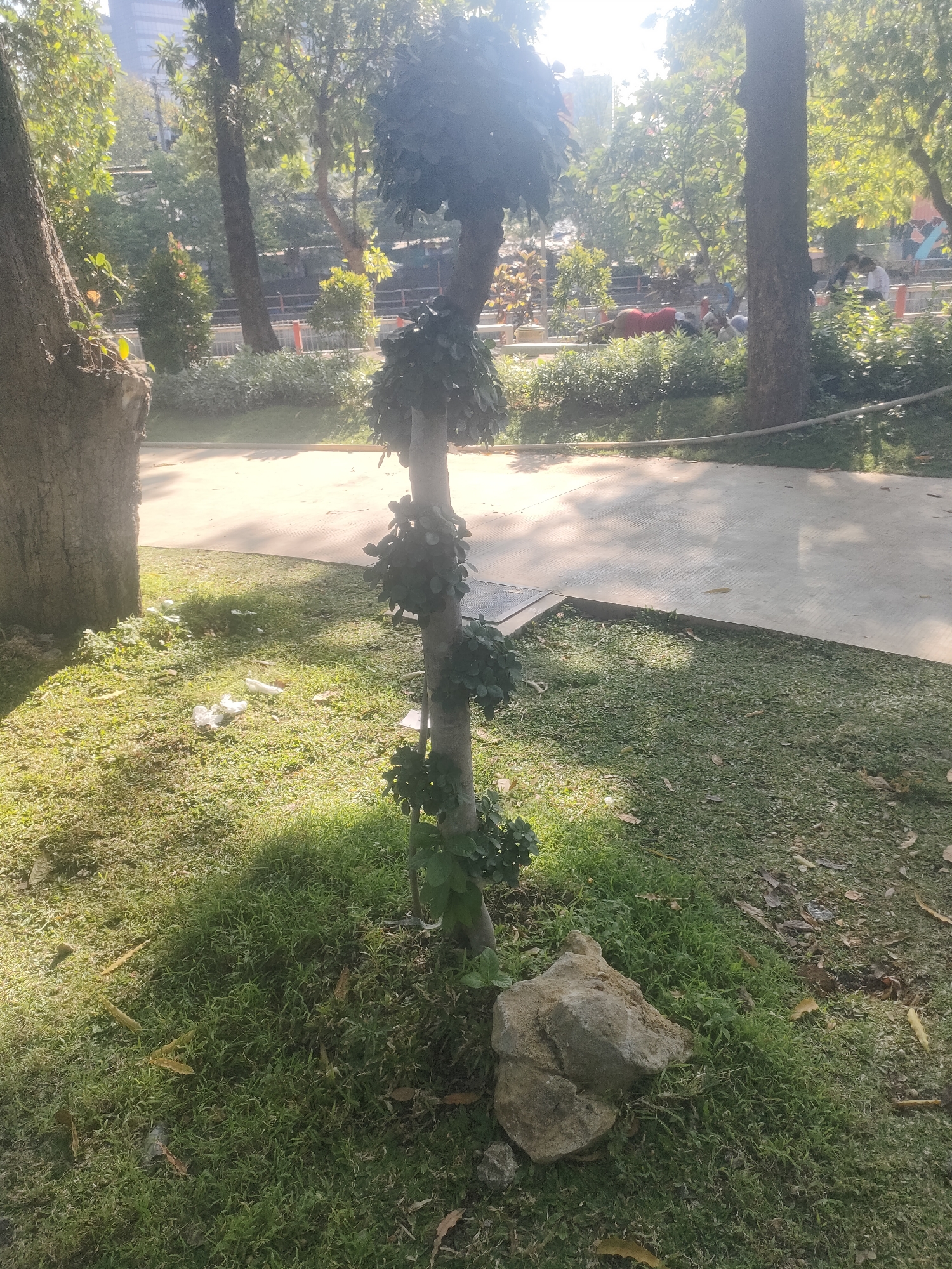 The image depicts an outdoor scene in a park setting, possibly in Surabaya, Indonesia, characterized by trees, grass, and a paved pathway. In the foreground, a slender tree is visible, adorned with lush green foliage at various levels along its trunk, giving it a sculpted appearance. The tree is partially surrounded by a cluster of rocks, the largest of which is positioned to the right of its base. The ground around the tree is covered with a mix of short green grass and some scattered dry leaves. To the left of the slender tree, a larger, rough-barked tree trunk is partially visible, indicating a denser wooded area further back.
A paved pathway, possibly a walking or cycling lane, runs diagonally through the mid-ground of the image, transitioning from shadow to sunlight. The pathway appears to be made of concrete or asphalt and shows some texture. Beyond the pathway, the park continues with more trees and greenery. In the background, evidence of urban life is suggested by a tall building and some figures of people blurred by distance and sunlight, some appearing to be engaged in activities on the ground. The overall lighting suggests it is daytime, with sunlight casting dappled shadows through the trees. There are a few pieces of white plastic debris scattered on the grass in the mid-left foreground.