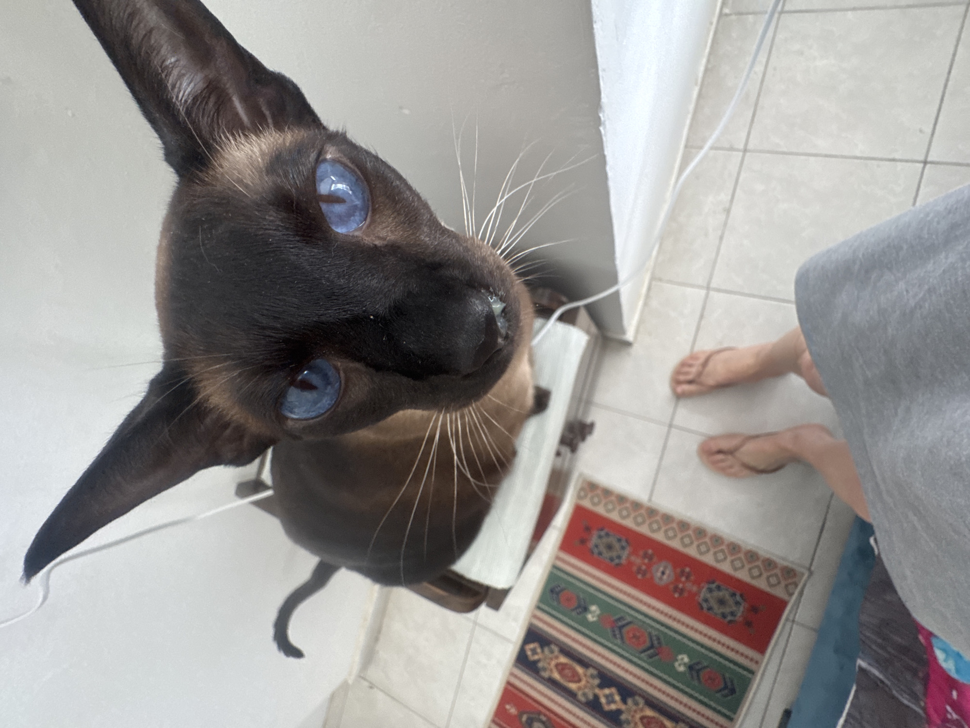 A Siamese cat with blue eyes is looking up at the camera, its head filling the frame. The cat is mostly brown with dark brown markings on its head. In the background, there is a person wearing flip-flops and a gray garment, a small decorative rug with red, green, and blue patterns, and light-colored tile flooring. Part of a white wall and a white electrical cord are also visible. Based on other available information, the photo was taken in Ramat Gan, Israel.