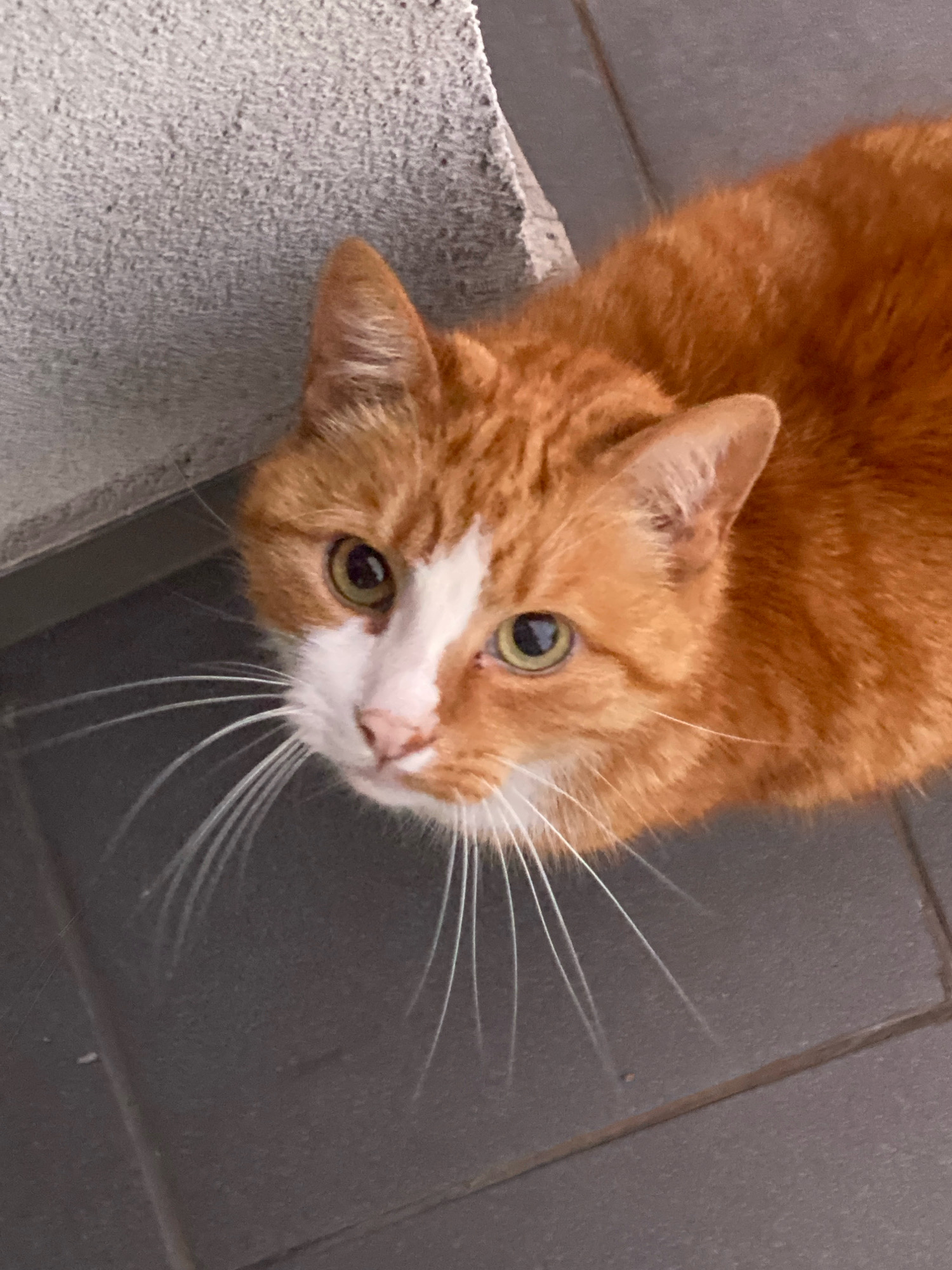 An orange and white cat is looking up at the camera. The cat has green eyes and long white whiskers. The cat is sitting on a dark gray tiled floor. To the left of the cat is a rough, light gray textured surface, possibly a concrete planter or wall. The image appears to have been taken outdoors.