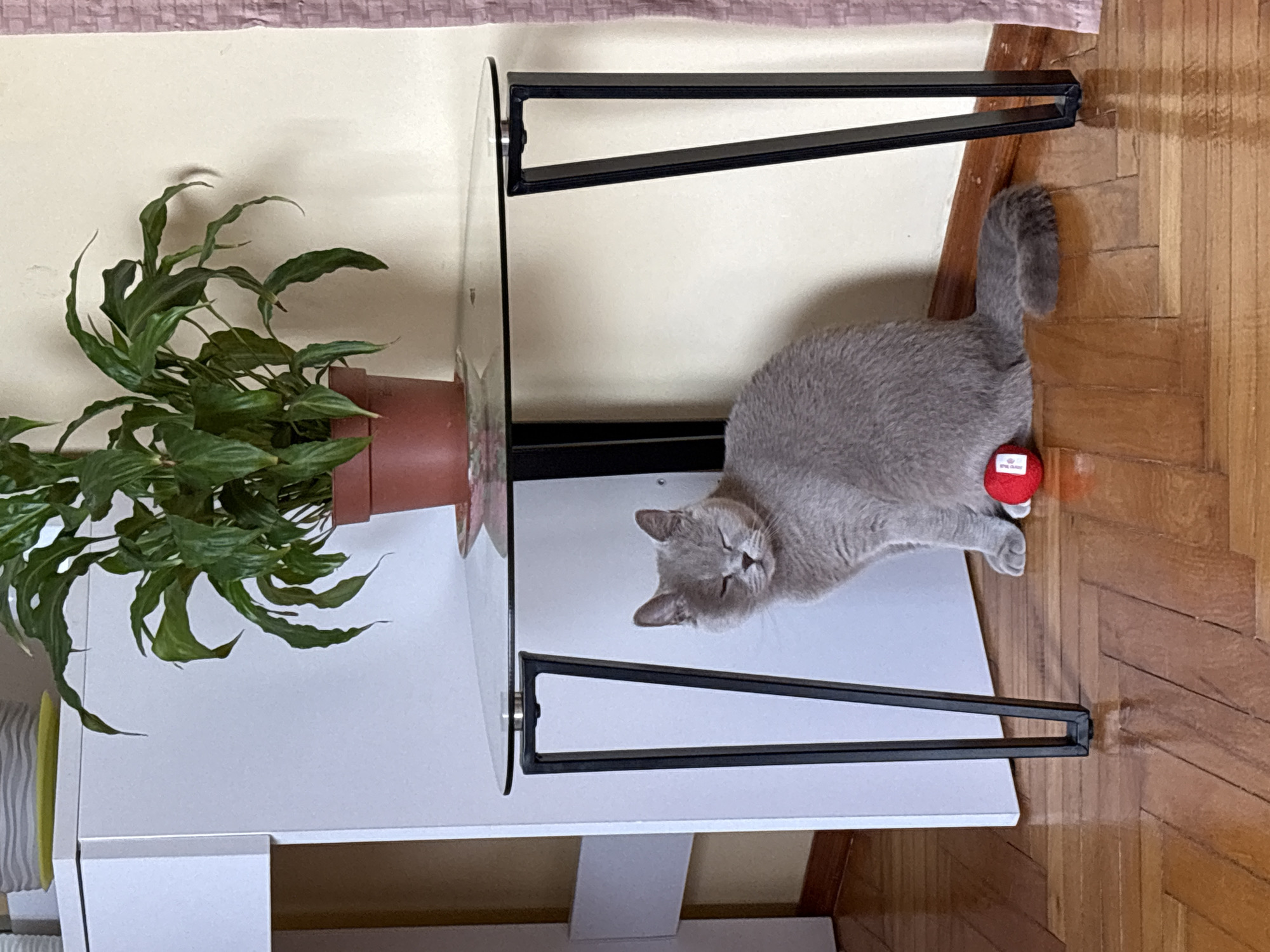 A gray British Shorthair cat is sitting on a wooden floor under a glass-topped table with black metal legs. The cat has its eyes closed and a small red toy is positioned in front of its paws. A potted plant with dark green leaves sits on the table. The background consists of a white cabinet and a beige wall with a pink textured curtain. This scene is likely indoors in a residential setting.