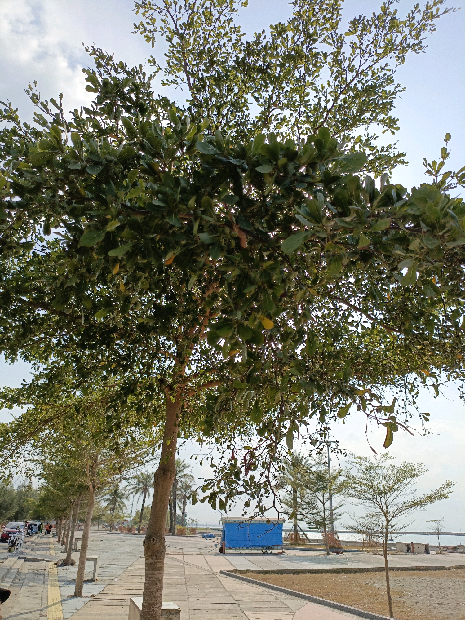 A low-angle shot captures a sprawling tree with dense green foliage against a bright, partially clouded sky. The tree's trunk is visible in the foreground, with its branches extending upwards and outwards. In the background, a paved walkway runs alongside a beach area. Several smaller trees line the walkway, and palm trees can be seen further in the distance. A bright blue, wheeled structure sits on the walkway. To the left, a road is visible with a few cars and people walking. The scene appears to be a public area, possibly a park or promenade, in Bulukumba, Indonesia, characterized by its coastal environment and tropical vegetation.