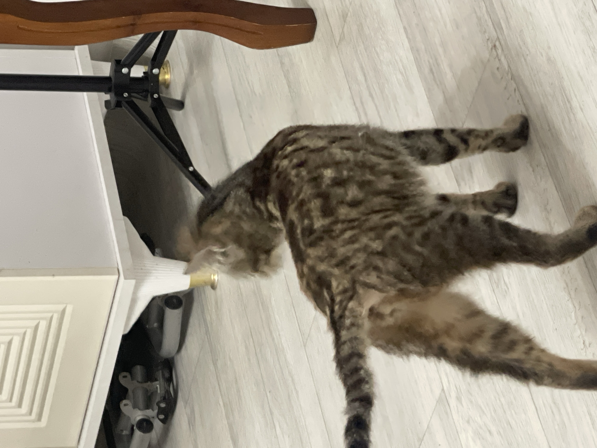 A tabby cat with a striped tail is standing on a light-colored wooden floor. The cat is facing away from the camera, looking to the left. In the background, a white cabinet with a textured door is visible. To the right of the cabinet is a black tripod. A portion of a wooden chair leg is on the far right side of the image. The scene appears to be indoors, in a residential setting. The image is undated and does not provide any information about the city of Bishkek, Kyrgyzstan.
