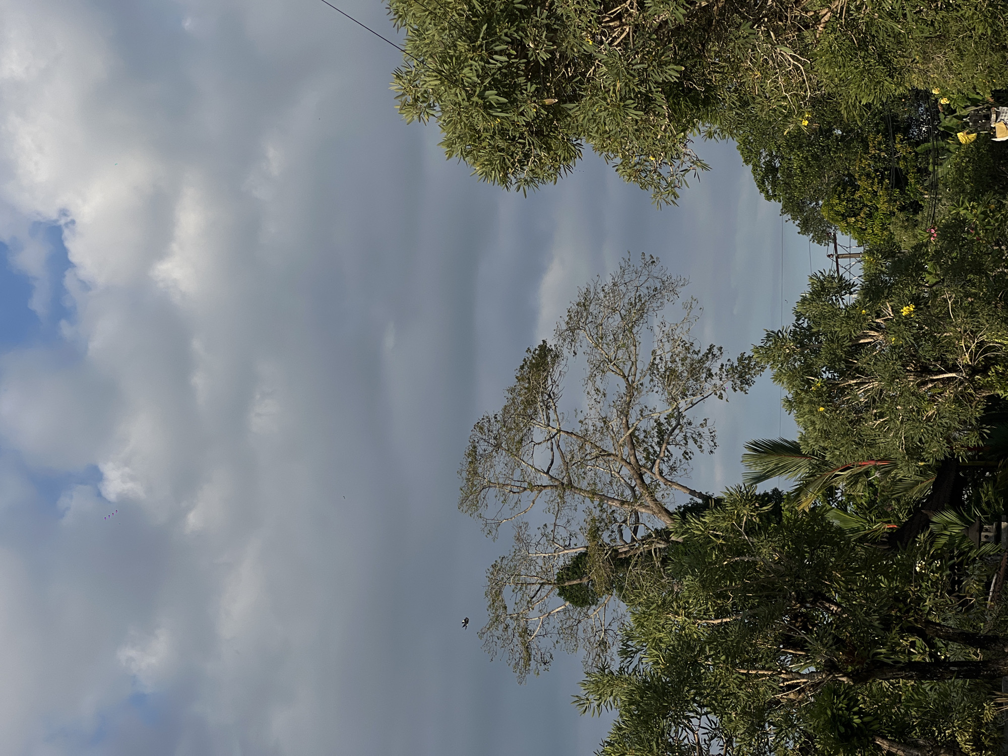 The image, taken from Mengwi, Indonesia, depicts a view looking upward through trees towards a cloudy sky. A tree with bare branches is prominent in the center of the frame. Other trees with dense green foliage are visible around the edges. A power line is stretched across the upper part of the frame. In the sky there is some blue and white.