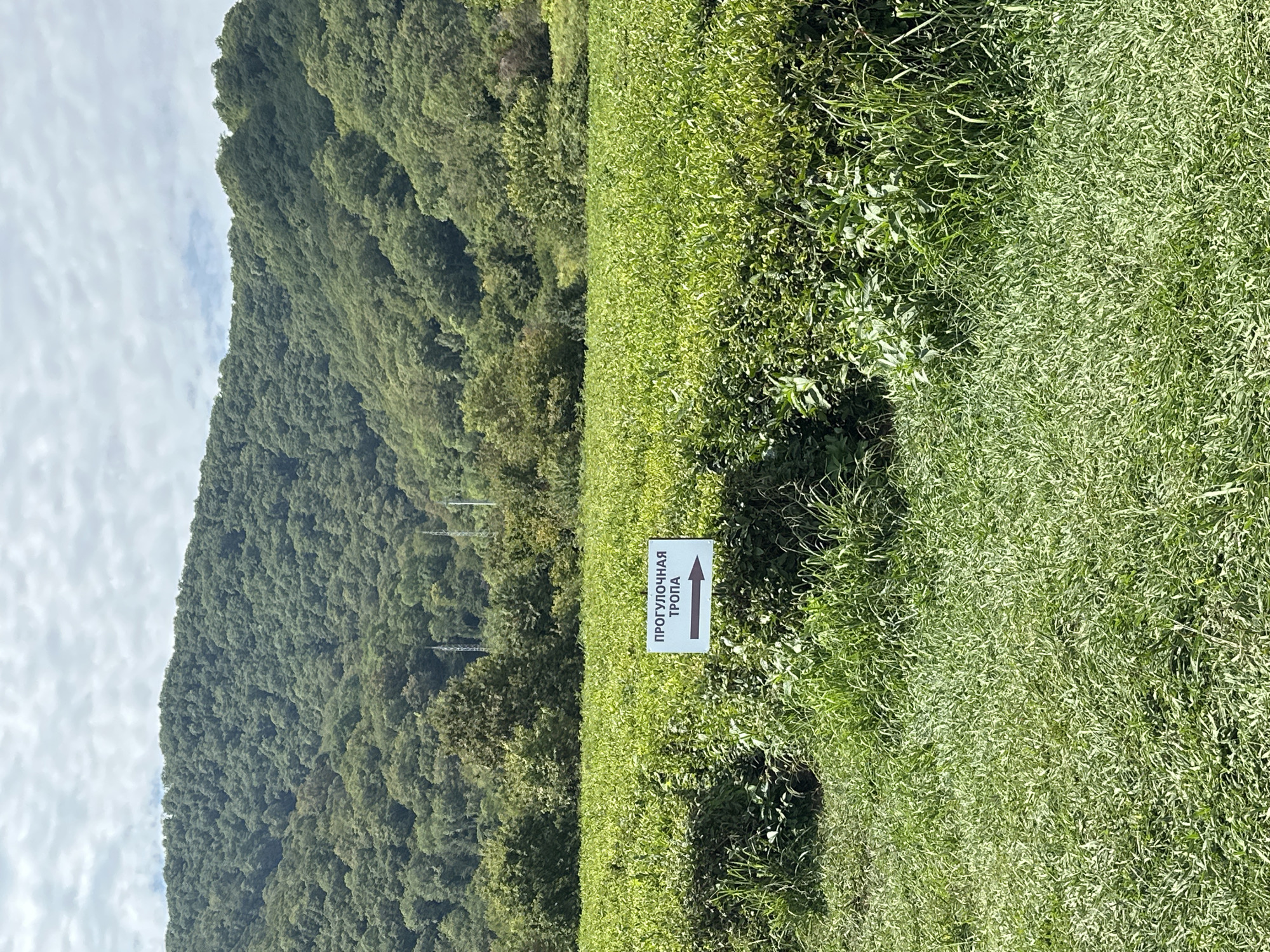 A signpost with Cyrillic writing and an arrow pointing to the right stands in a lush green field of tea bushes. The sign reads "ПРОГУЛОЧНАЯ ТРОПА" which translates to "Walking Trail". The field of tea plants stretches out before a dense forest that covers the slopes of a large mountain range under a cloudy sky. The environment suggests a rural, natural setting, likely a tea plantation or a park in the vicinity of Bolshoy Kichmai, Russia.