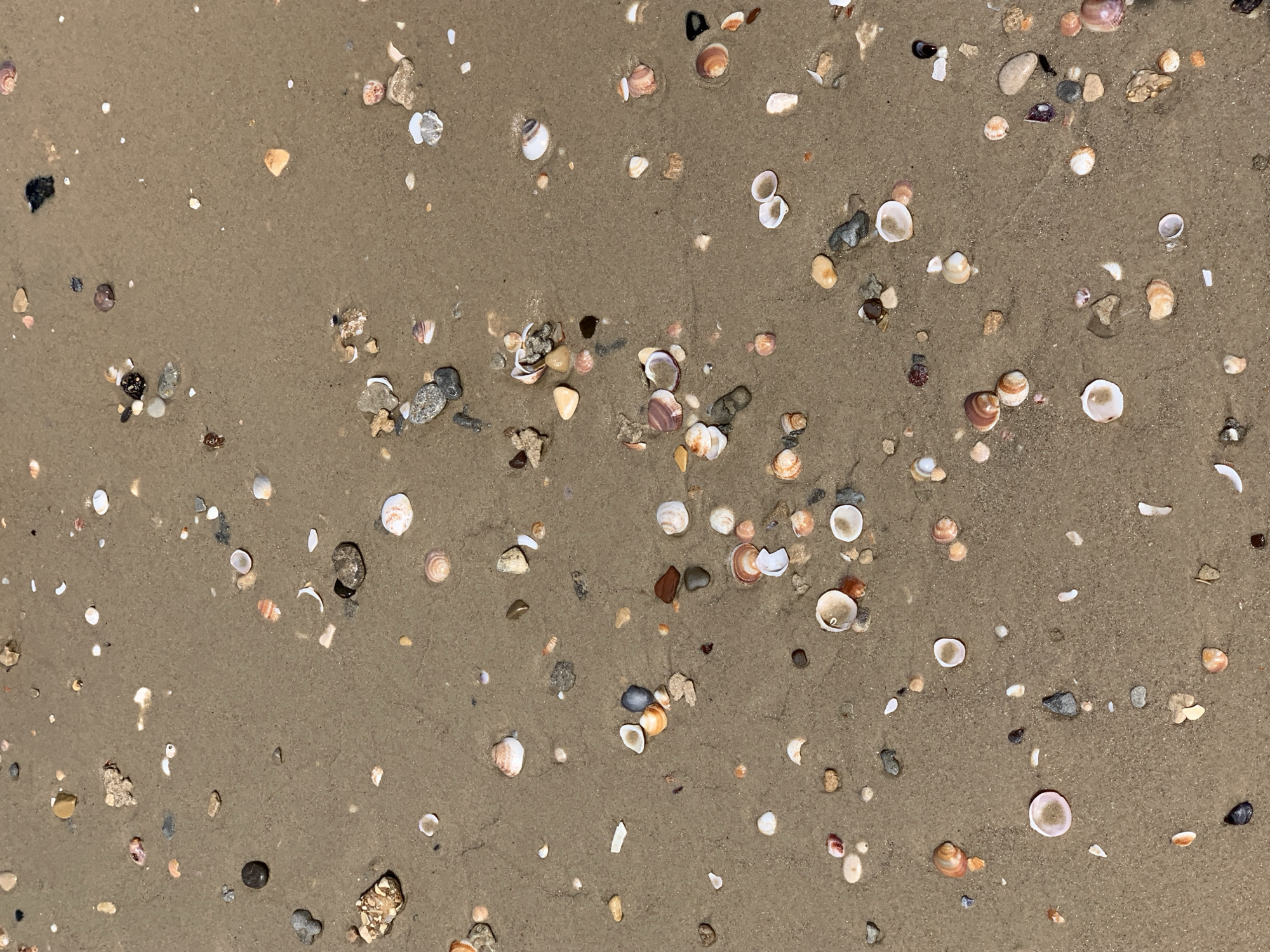 The image depicts a sandy beach surface covered with numerous small seashells and pebbles. The sand is a tan color, and the seashells vary in color and size, ranging from white and beige to shades of brown and orange. The pebbles are mostly gray and black.
There is no evidence to directly confirm the location to be Tel-Aviv, Israel. However, based on the prevalence of sandy beaches along the Tel Aviv coastline, the scene could potentially be from a beach in the vicinity.