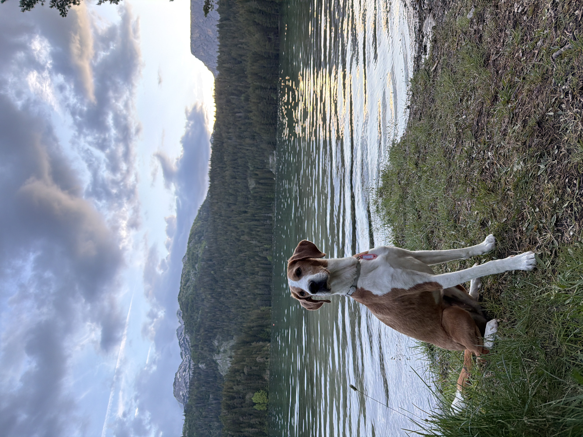 A brown and white, medium-sized dog, wearing a light-colored collar with a red tag, is seated on a grassy bank at the edge of a large mountain lake in Pitomine, Montenegro. The dog occupies the lower-left foreground, its head turned slightly right, gazing into the middle distance. The lake's surface is marked by ripples and reflects shimmering sunlight, particularly prominent on the right. Dense conifer forests cover the mountain slopes immediately bordering the lake, with rugged, higher peaks discernible beyond. The sky above is characterized by scattered grey and white clouds, with faint contrails present in the upper-left quadrant. The lighting suggests an ambient condition consistent with either dawn or dusk.