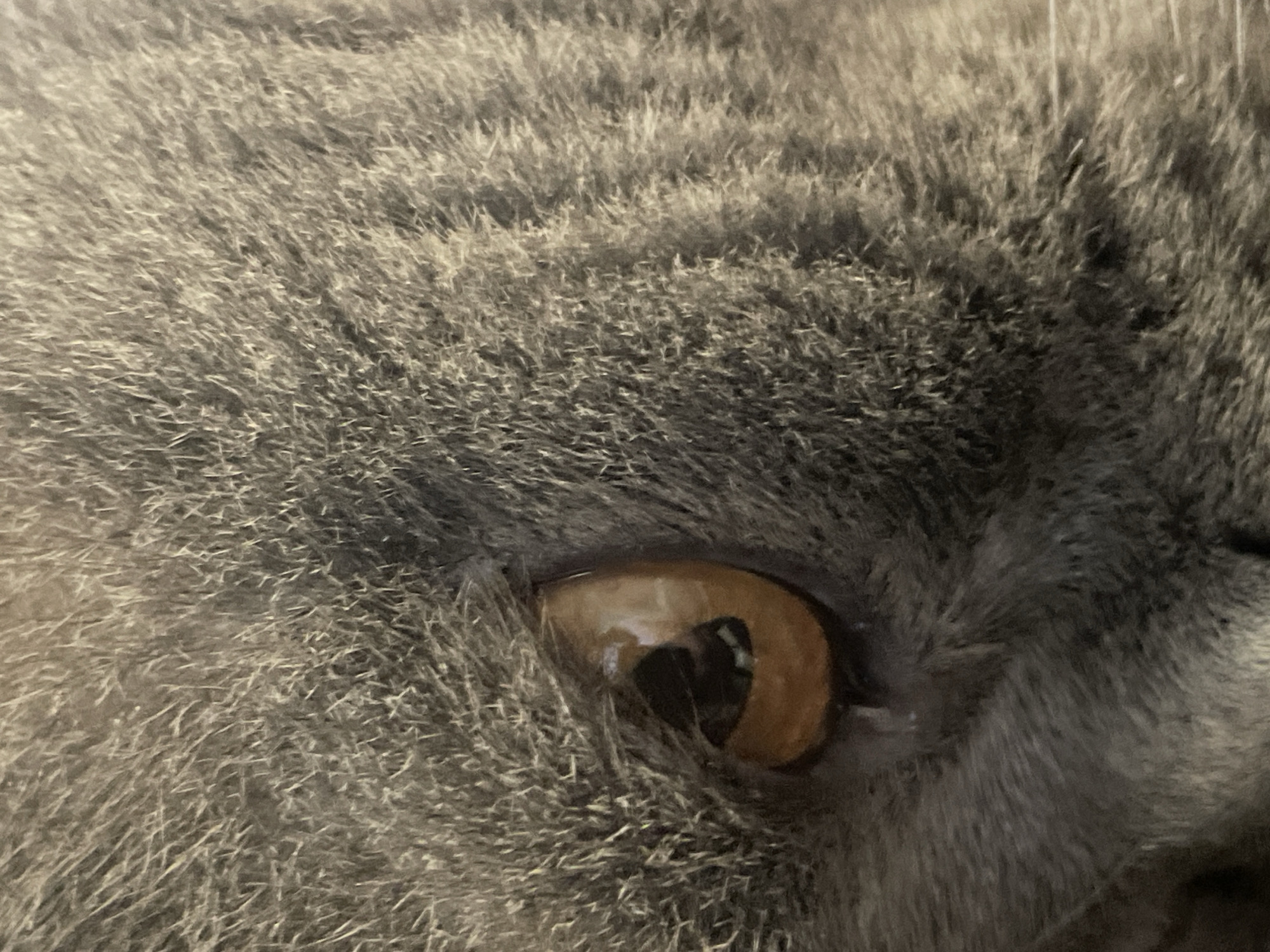 This is a close-up, eye-level, medium shot of a cat's face. The cat is grey with short fur that appears soft and somewhat fluffy. The focus is on the cat's left eye, which is a striking amber or copper color. The pupil is dilated, appearing as a dark, almost black oval within the iris. The eye is slightly closed, giving the cat a sleepy or contemplative expression. The surrounding fur is detailed, showing individual strands and textures. The lighting highlights the fur and the reflective surface of the eye. The background is entirely filled with the cat's fur, with no other elements visible. The overall impression is one of intimacy and focus on the feline's features.