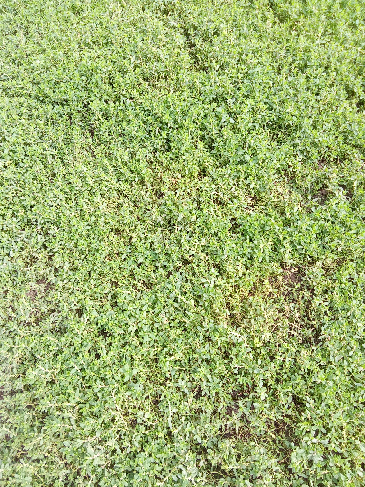 The image shows a dense ground cover of low-lying green plants, possibly a type of thyme or creeping groundcover, in the city of Roshin, Kazakhstan. The plants are small-leaved and have a somewhat tangled, sprawling growth habit. The soil is visible in patches between the plants, indicating it is an outdoor setting. There are no people, animals, or man-made objects visible in the image. The lighting suggests it is daytime, with even illumination across the scene.