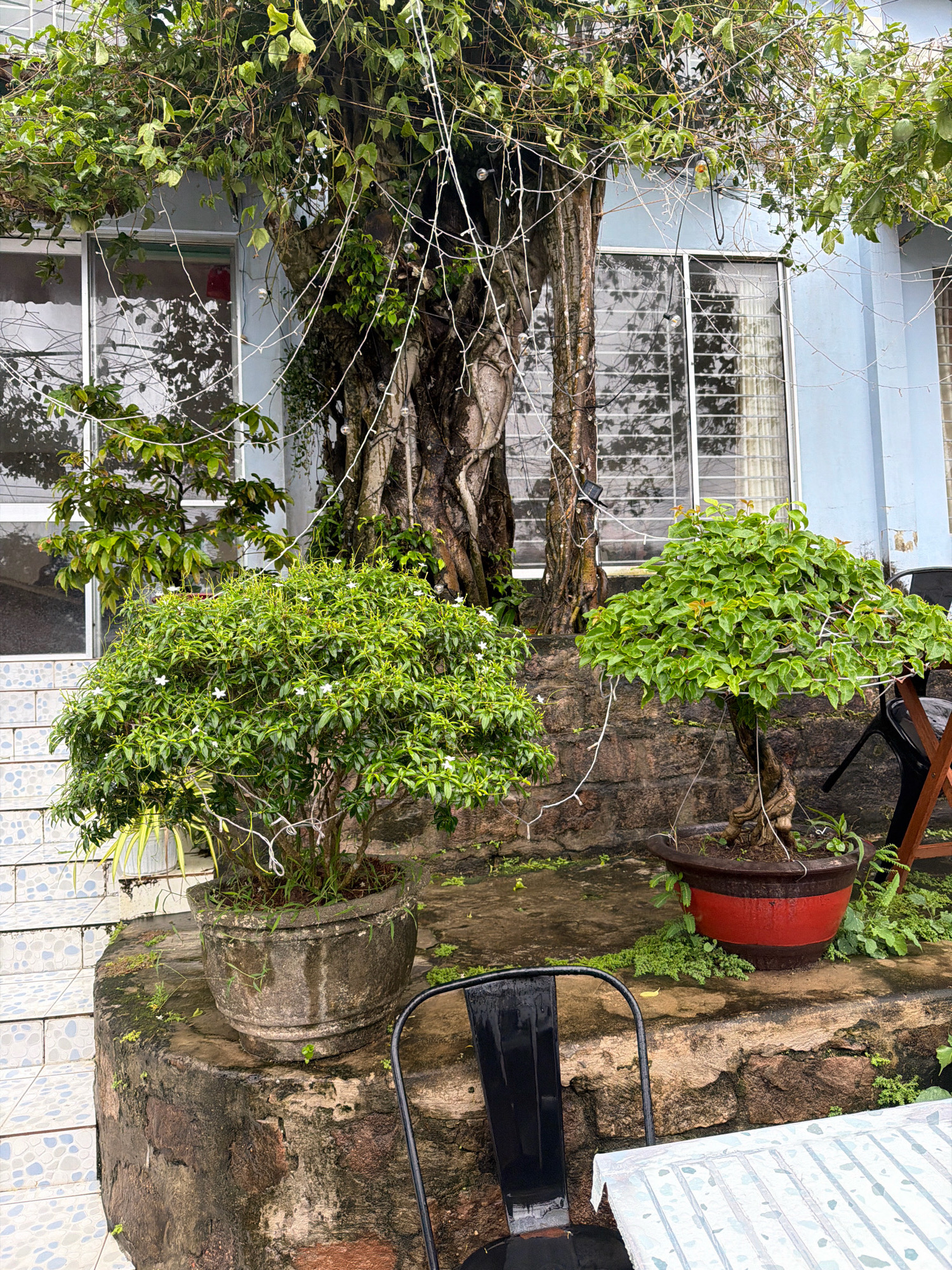 In Phú Quốc, Vietnam, a weathered stone-tiered platform is adorned with two potted bonsai trees. The larger bonsai, on the left, sits in a grey, worn concrete pot and displays a dense canopy of green leaves dotted with small white flowers. To its right, a second bonsai, also with lush green foliage, rests in a red and brown ceramic pot. Both trees are supported by white strings, a common practice in bonsai care. Behind the platform, a substantial, gnarled tree trunk rises, entwined with a string of small, white lights. The backdrop features a pale blue building with large windows that reflect the overcast sky and surrounding greenery. Steps with a tiled pattern lead up to the left side of the scene. A black metal chair stands on the platform, and a table covered with a patterned cloth is partially visible in the lower right corner. The ground around the platform is a mix of concrete and patches of moss and small plants, suggesting a humid environment. The overall impression is one of a cultivated outdoor space, possibly a garden or a patio, with elements of natural growth and decorative lighting.