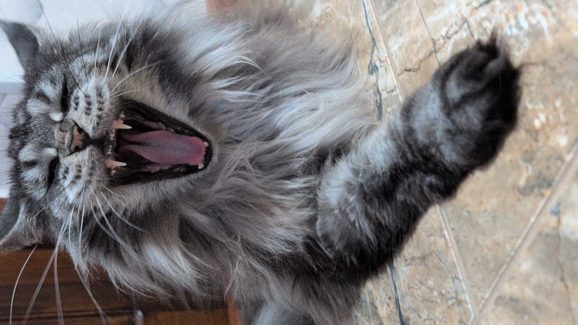 A close-up, vertical, eye-level shot captures a large, long-haired gray tabby cat mid-yawn, its mouth wide open to reveal a pink tongue and sharp white teeth. The cat's eyes are closed, and its fur is thick and fluffy, particularly around its face and chest. One of its paws is extended forward and rests on a tiled floor. The background is blurred, showing a wooden surface on the left and a neutral wall on the right. There are no people or other animals visible in the frame. The scene depicts a domestic setting, likely indoors, with no specific identifiable features indicating the city of Izmail, Ukraine.