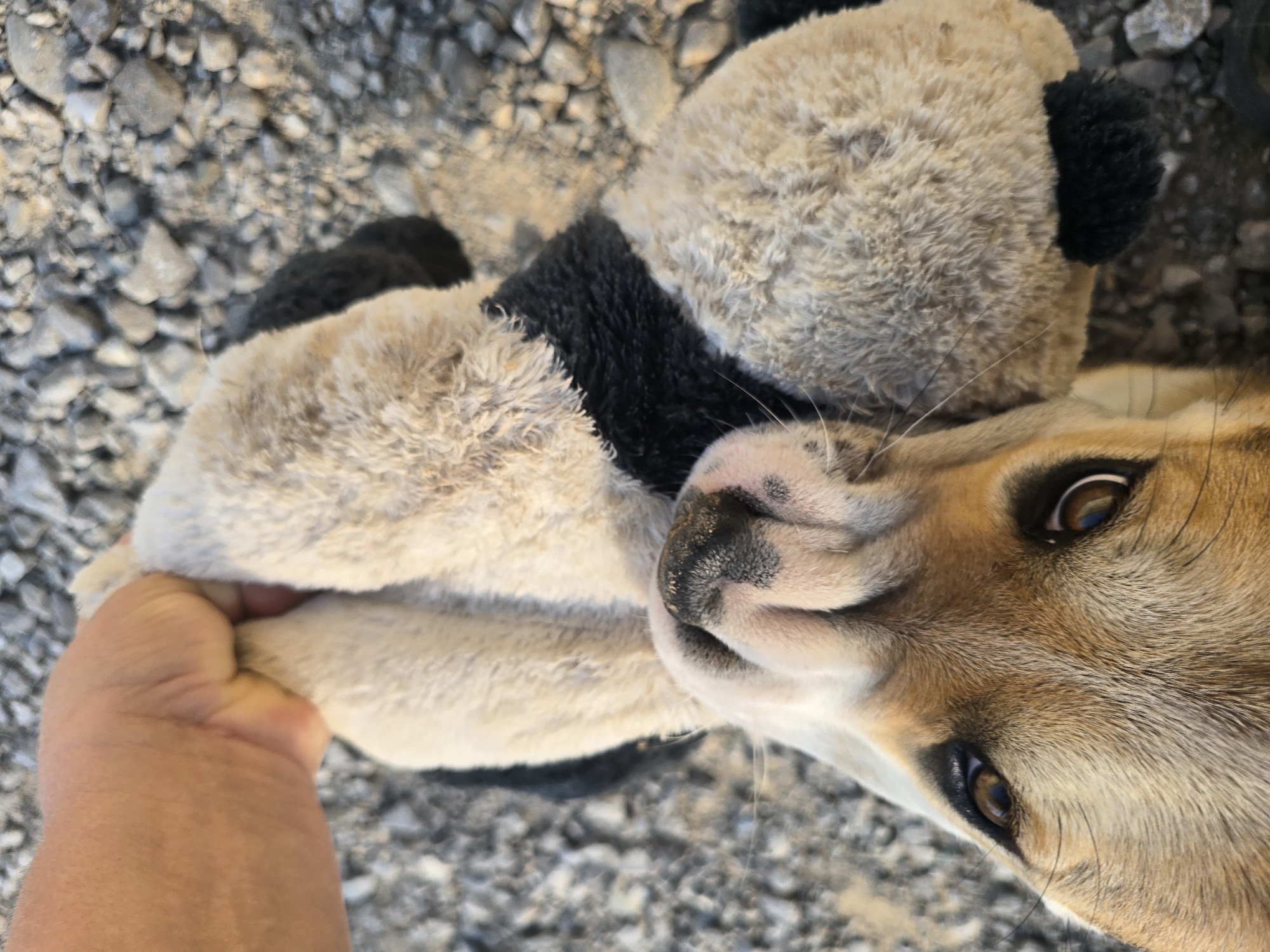 A close-up, high-angle shot shows a tan and white puppy playing with a stuffed toy. The puppy's head is dominant in the frame, with its eyes focused on the toy. Its mouth is open, grasping the toy. A human hand is visible at the top right of the frame, holding the toy, implying an interaction between the person and the puppy. The background consists of grey gravel and a small amount of dirt, suggesting an outdoor setting. No specific location in Podgorica, Montenegro is discernible from the image.