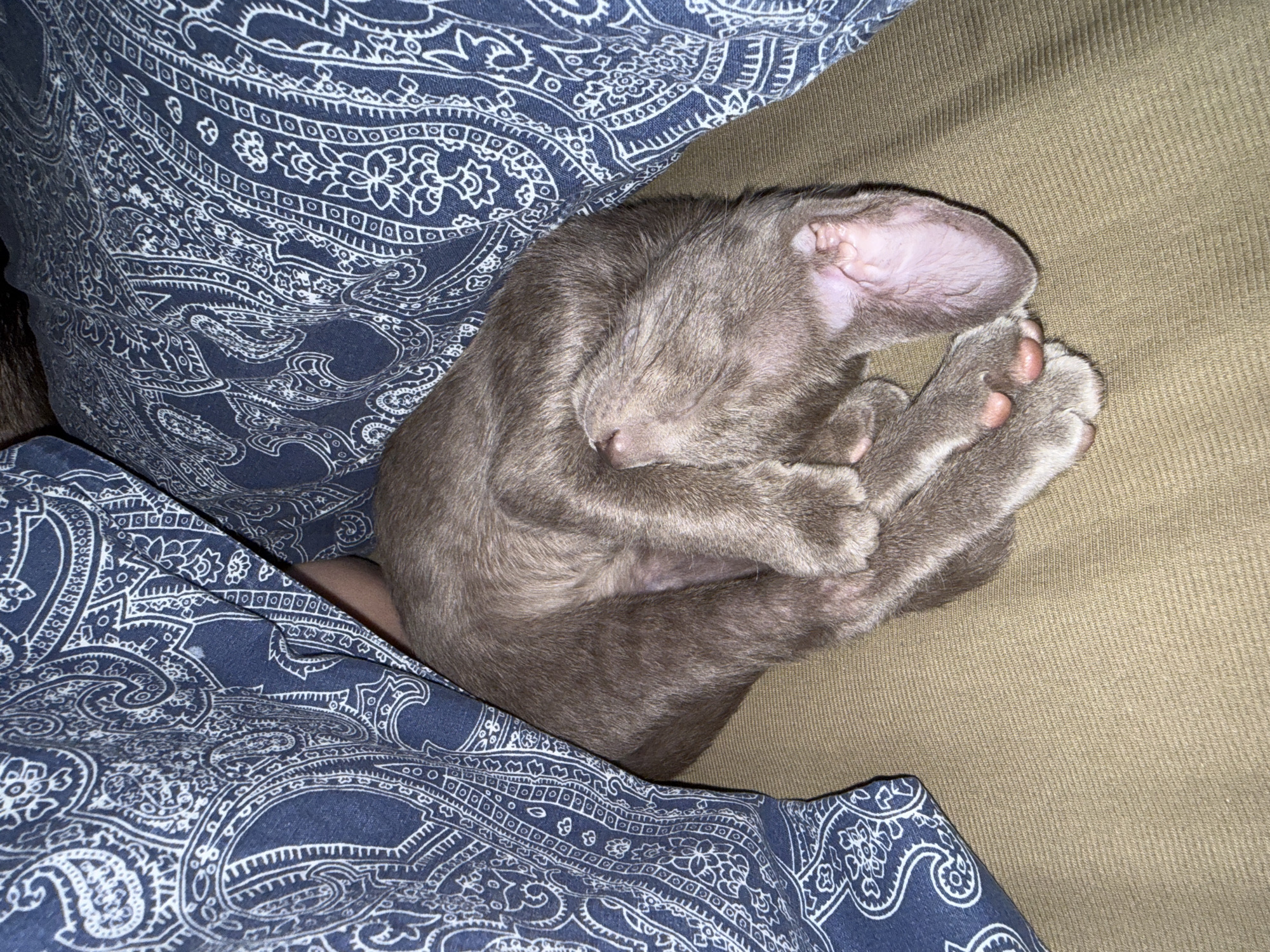 A close-up overhead shot captures a grey cat sleeping curled up on a tan surface, tucked between folds of blue fabric with a white paisley pattern. The cat is positioned in the center of the frame, its body tightly wound. Its head is resting on its paws, with one ear visible and appearing pink and delicate. The cat's fur is short and smooth. The blue fabric is draped around the cat, creating a cozy nook. The tan surface underneath appears to be a soft material, possibly a blanket or upholstery. The lighting is dim, suggesting an indoor setting. No other individuals or objects are clearly discernible in the image. The scene appears to be within a domestic environment.