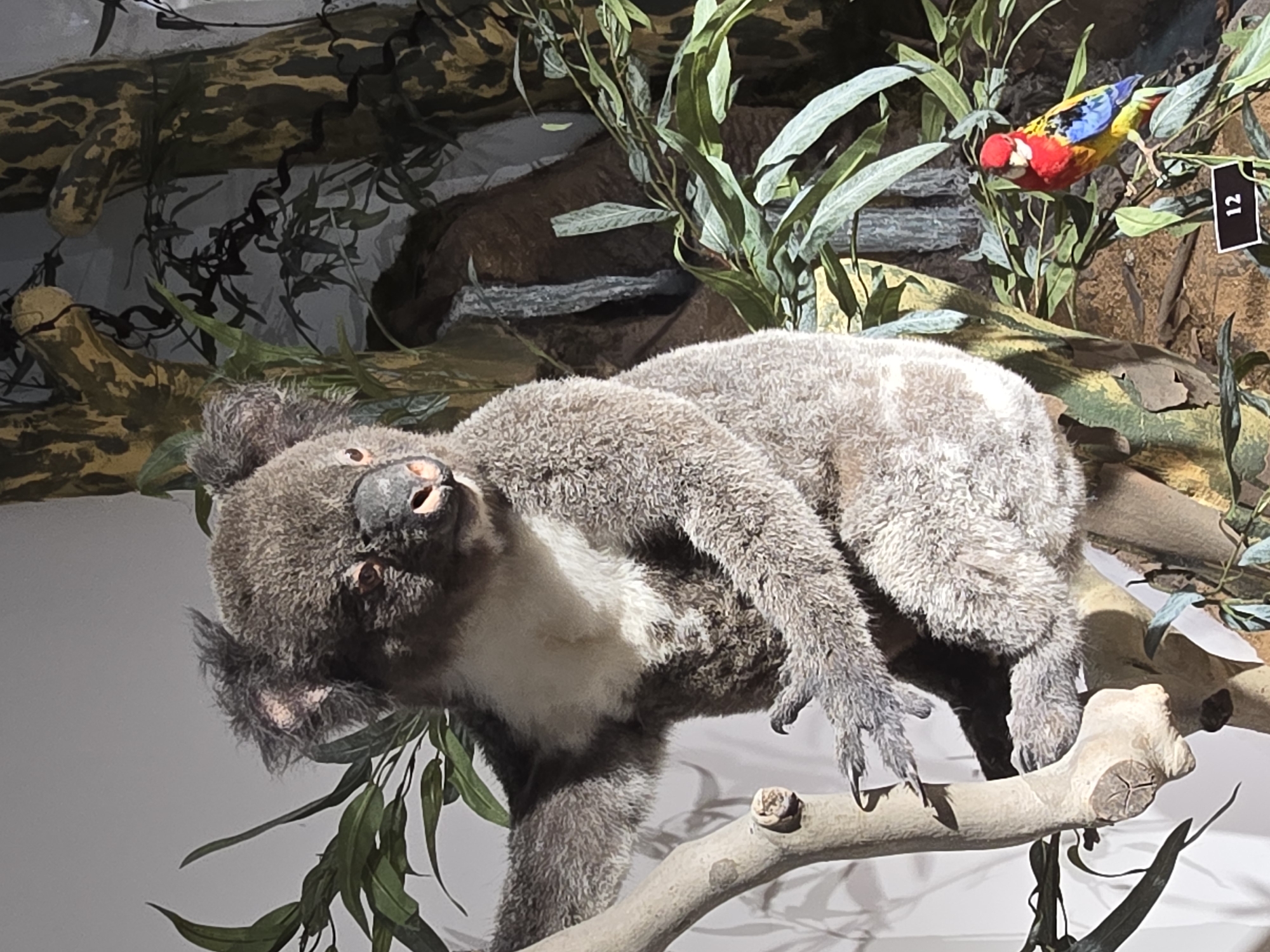 A stuffed koala is perched on a branch, with green leaves surrounding it. A colorful bird, labeled with the number "12", is also positioned on a branch in the background. The setting appears to be a museum exhibit. The location is Unknown, Unknown.